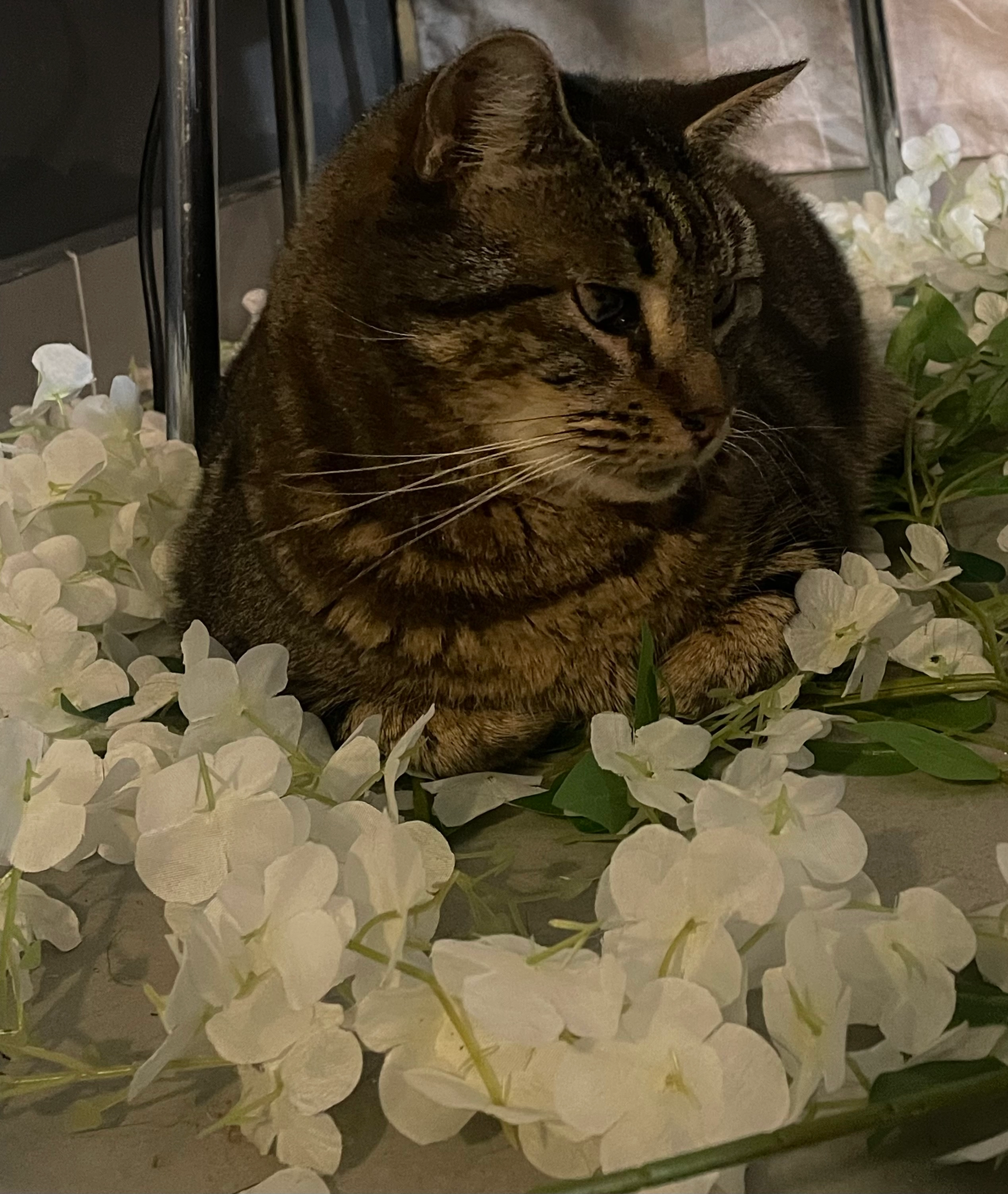 minou - Rue des Vieilles Vies, Champey