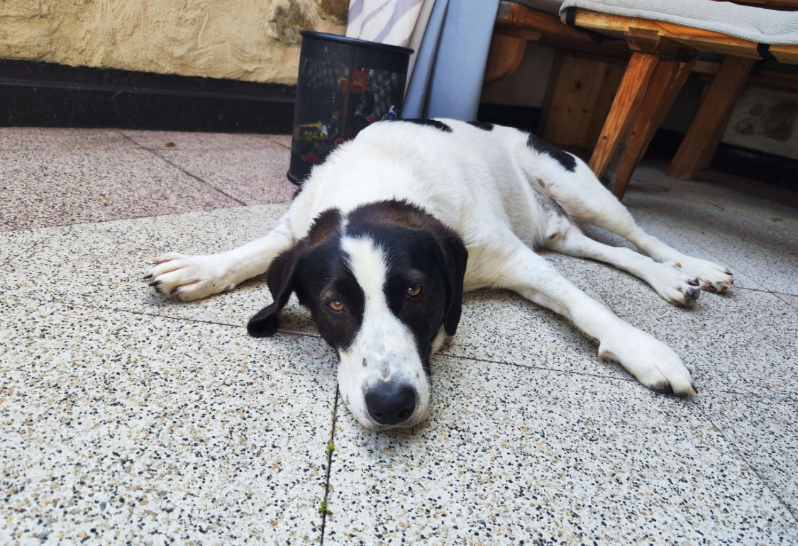 Timmy - Baumhausweg, Fulpmes