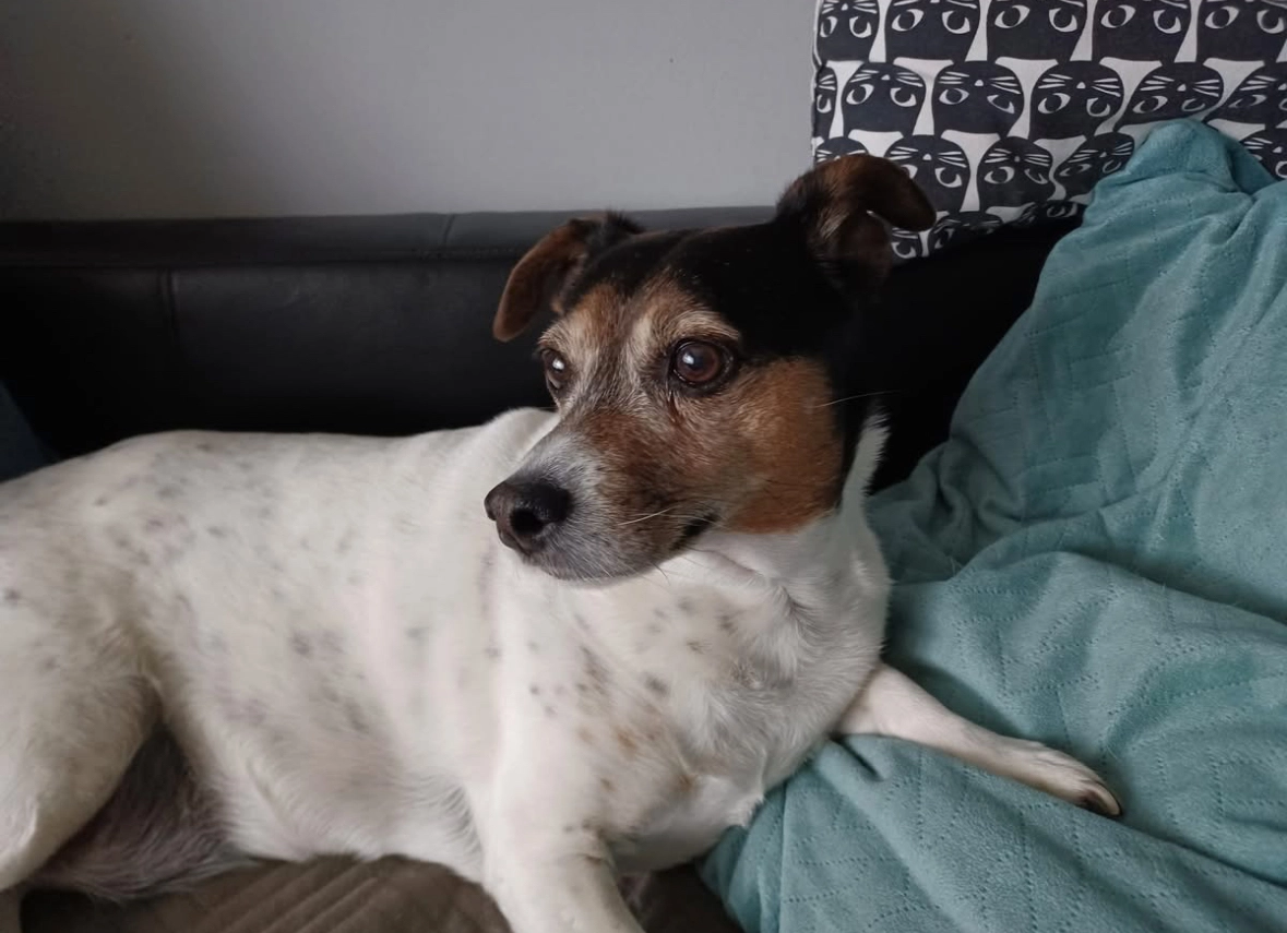 Kiki - Lucien Hendrickxlei, Antwerpen