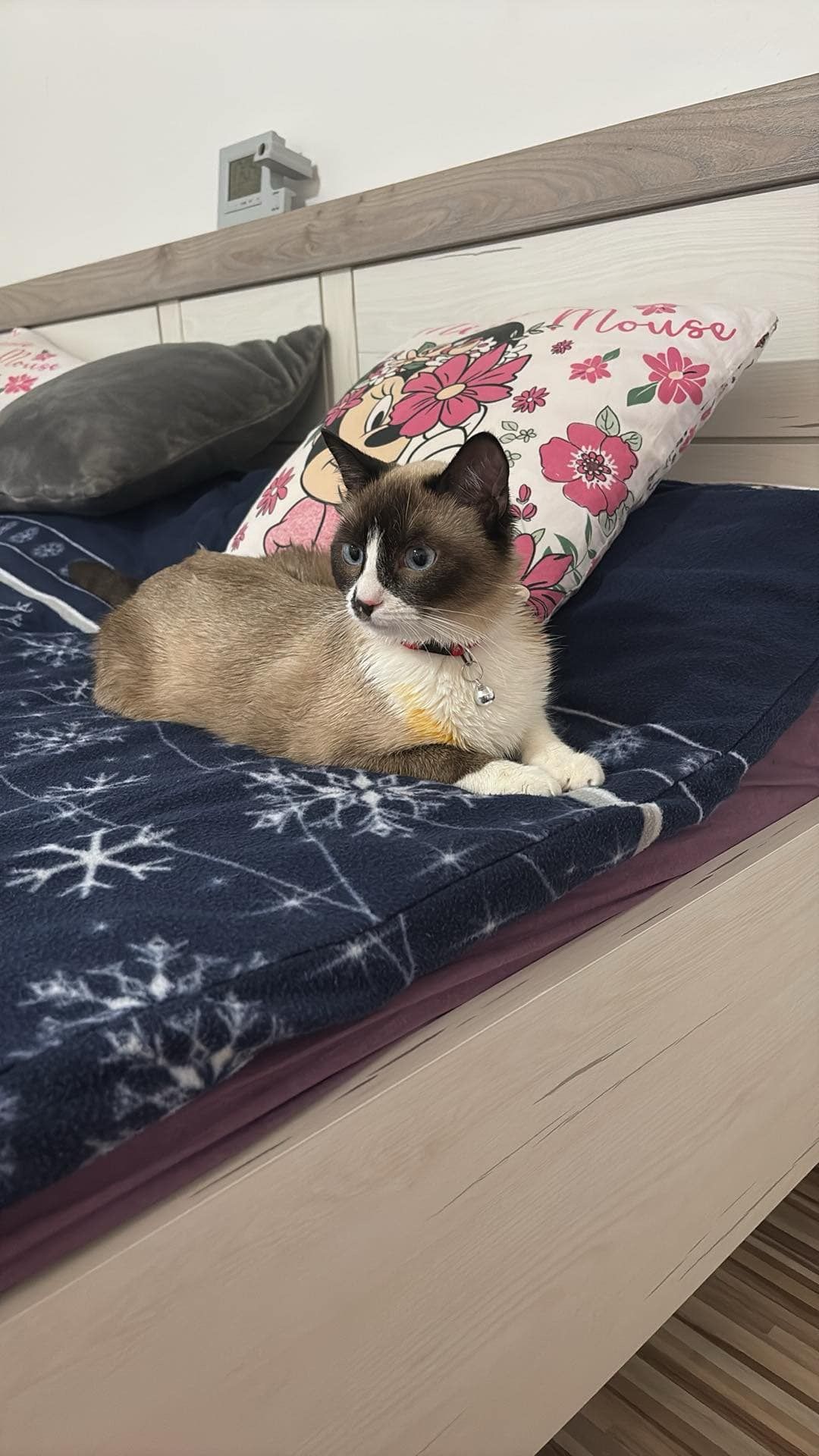 Pythia  - 5261, Helpfau-Uttendorf