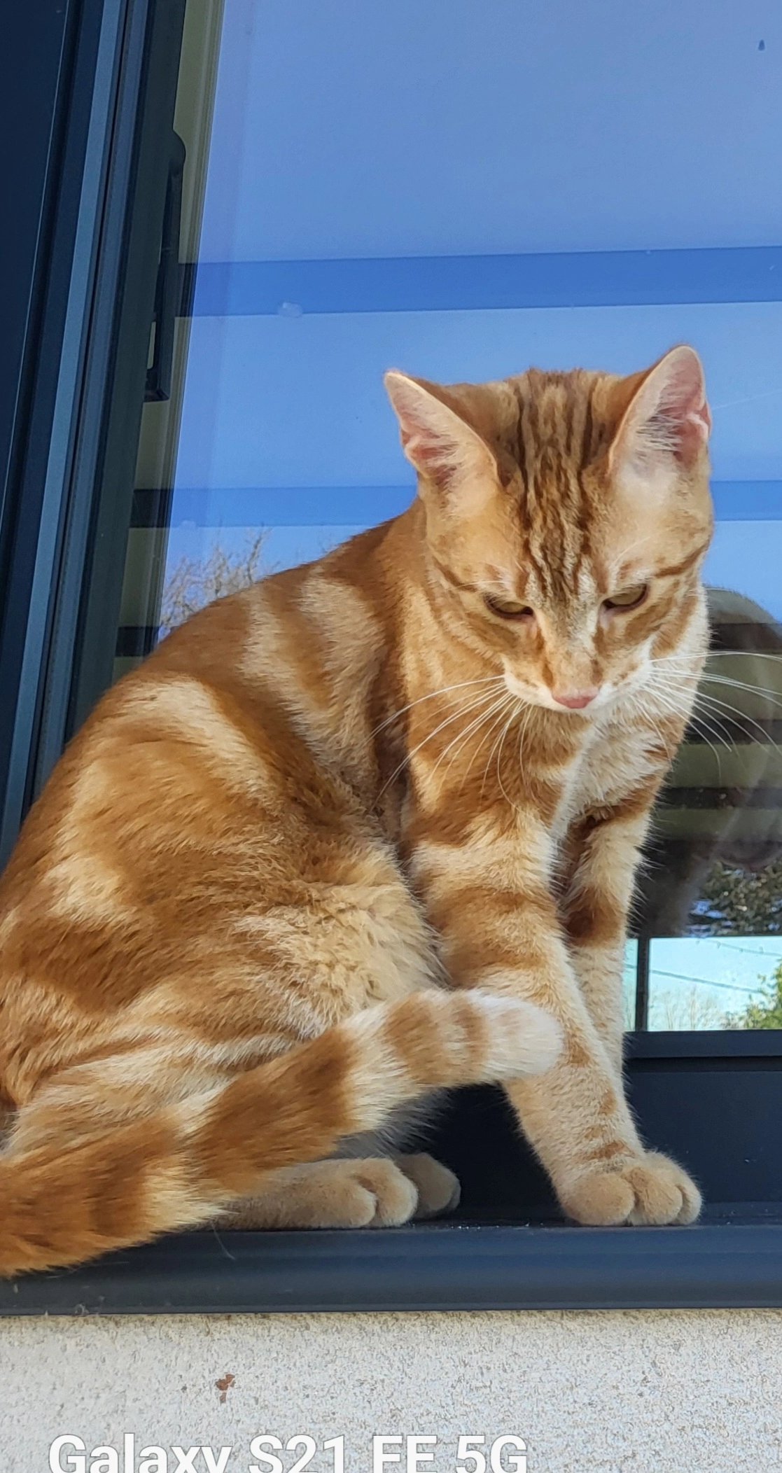 simba - Rue des Chevriers, Bonnes