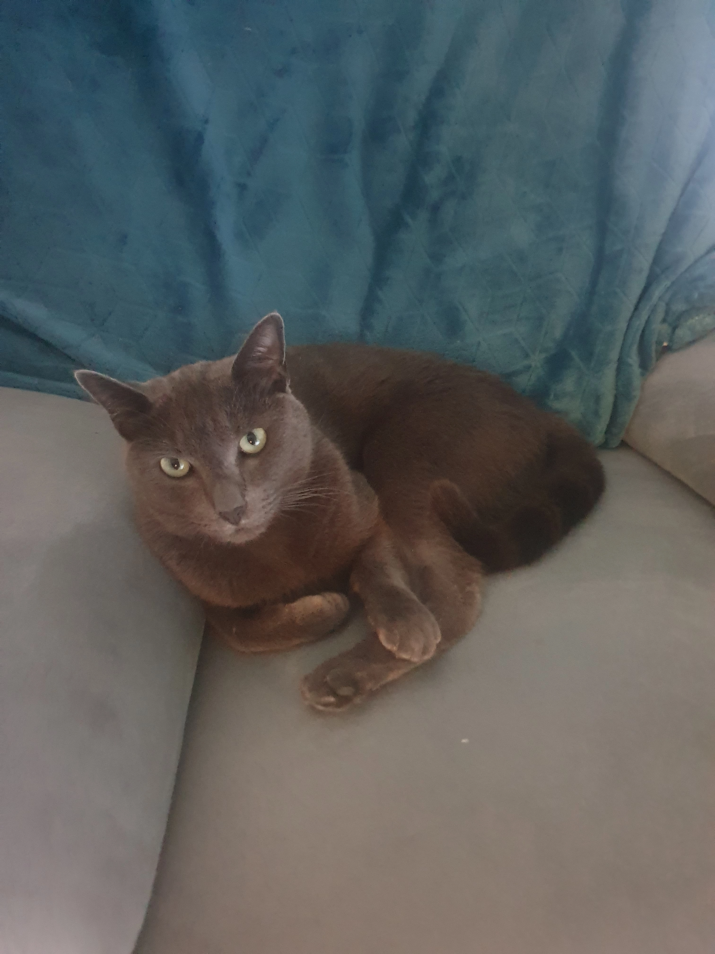 Found Cat - Chemin de Poumayrol, Payrin-Augmontel