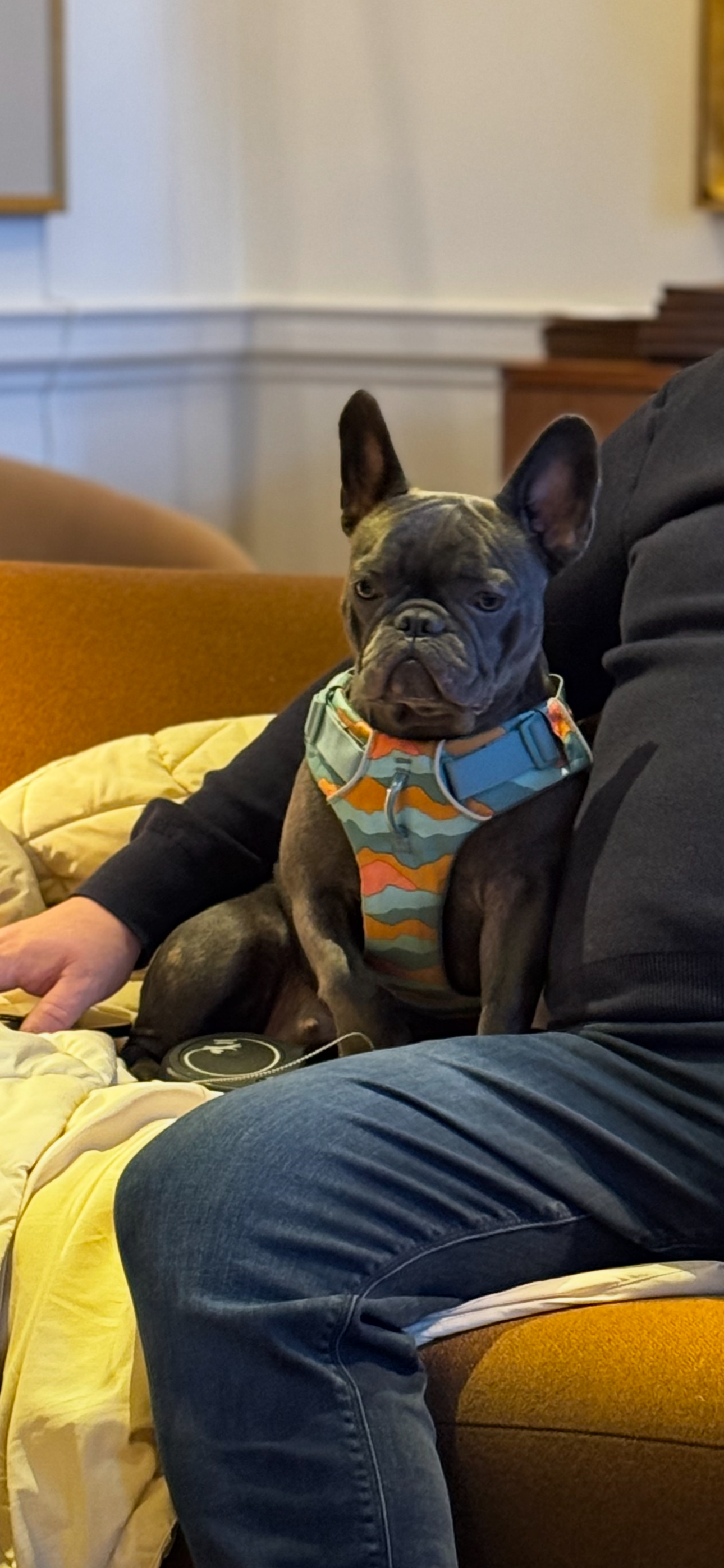 Bella - Magreed Lane, Heathfield