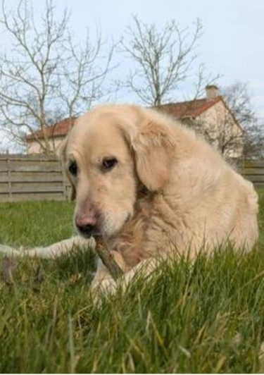 Maya - Voie Communale Du Haut-Méron, Vair-sur-Loire
