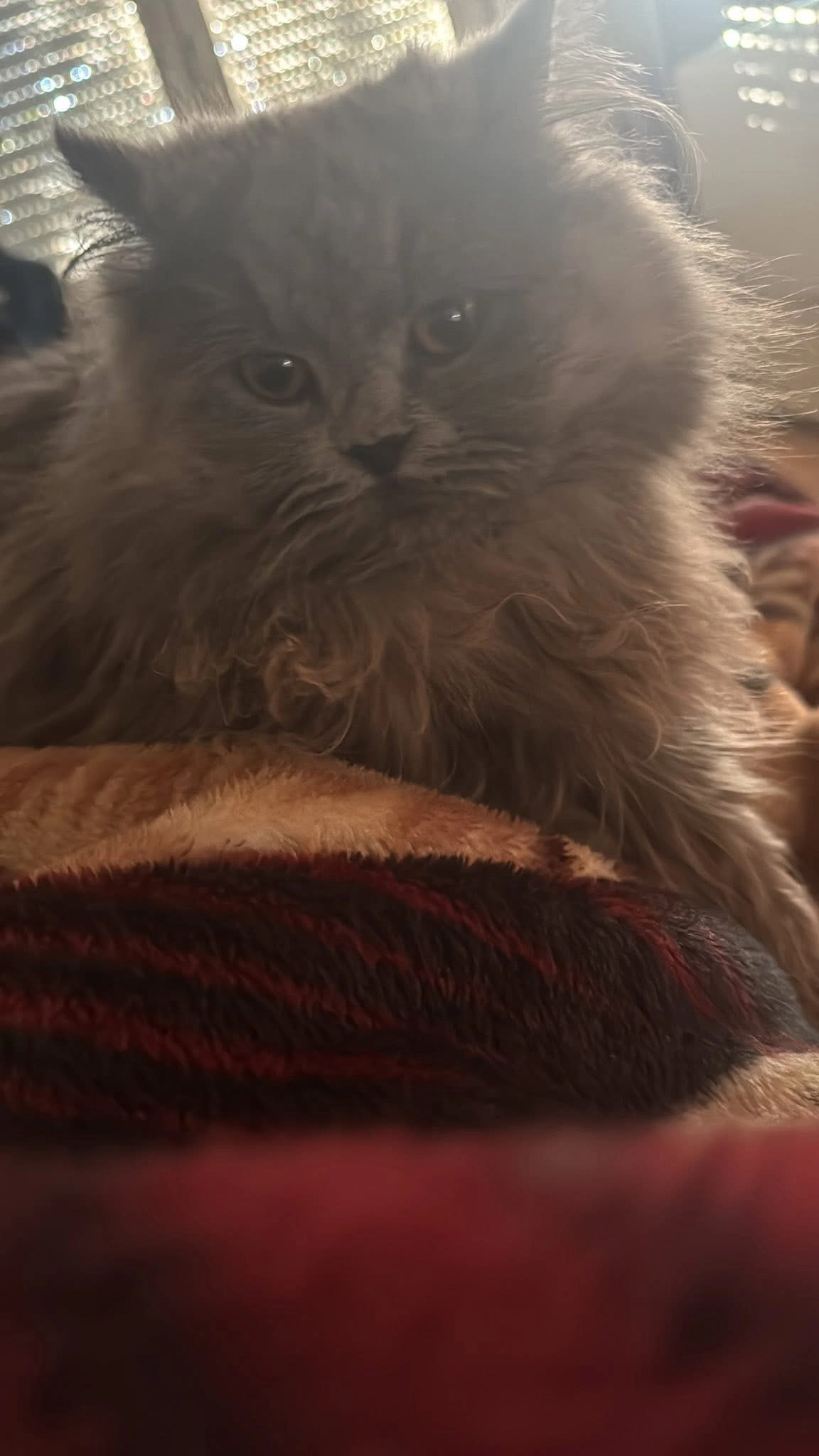 Tomy - Kleine Masch, Dissen am Teutoburger Wald