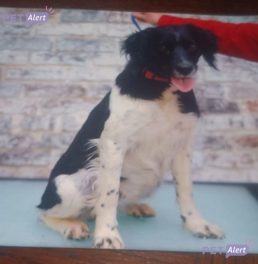 Noisette et napoleon  - Chemin de l'Église, Tourville-en-Auge