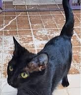 Týna - Svijanská, Prague