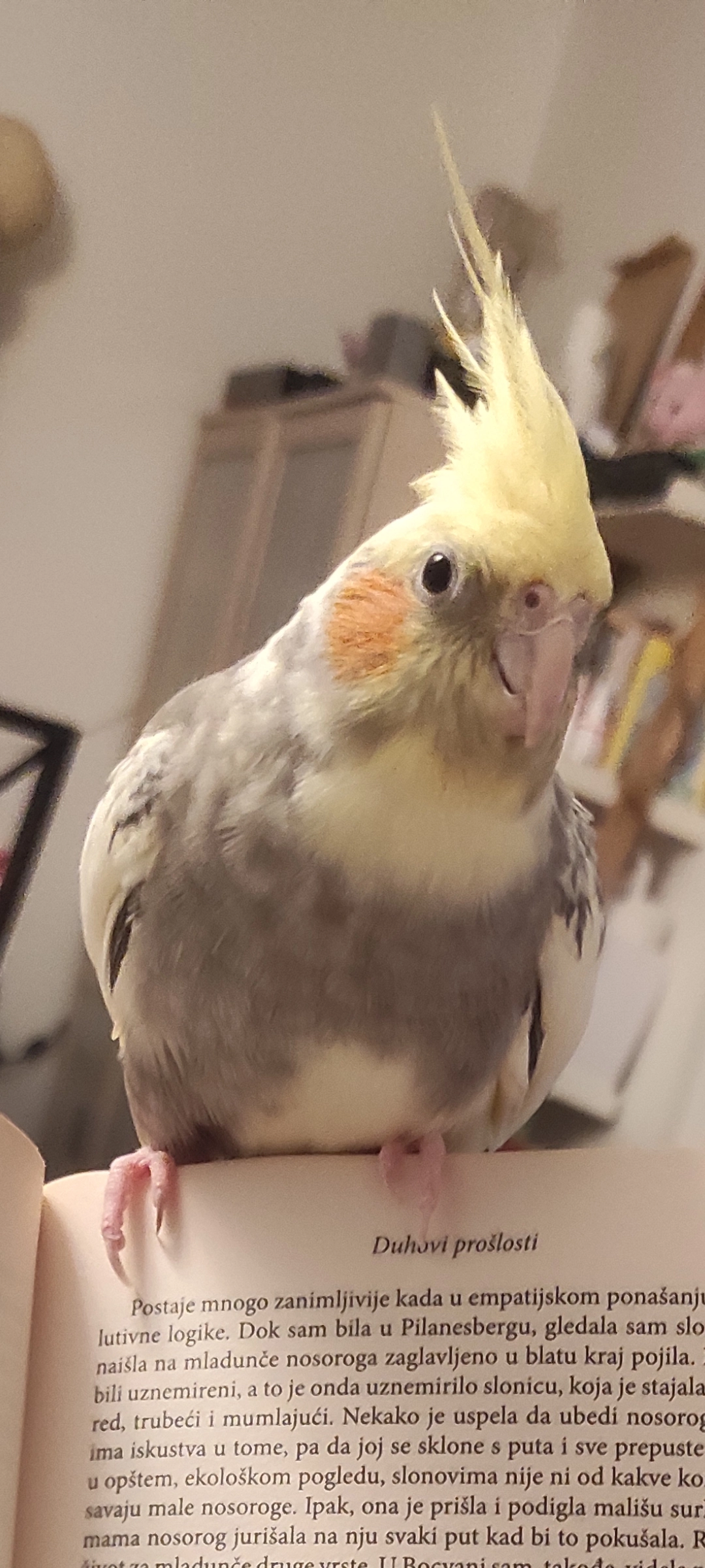 calopsitte - 120 Avenue Frédéric Passy, Toulon