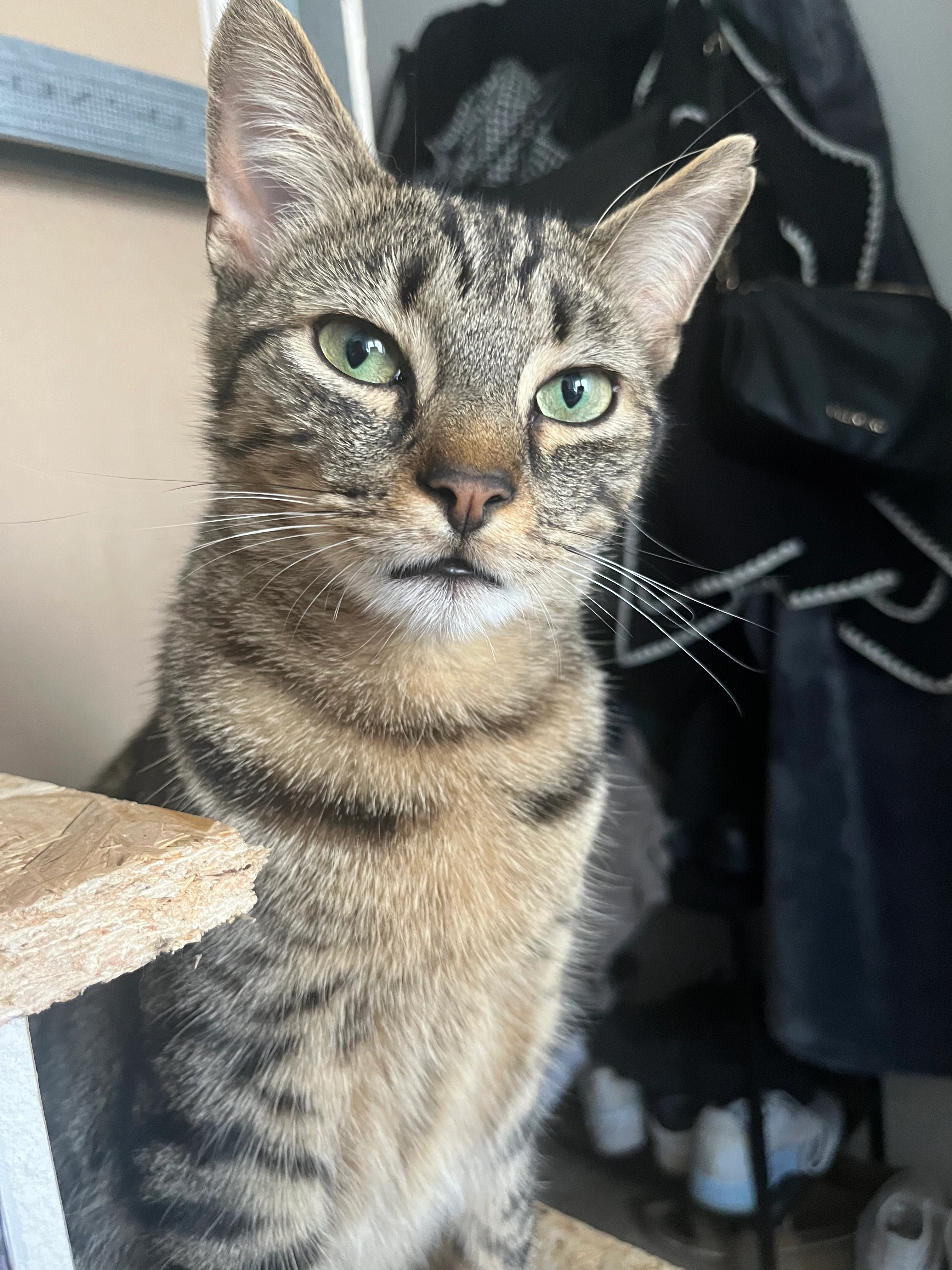 Sniffy - Rue Houtart 21, Charleroi