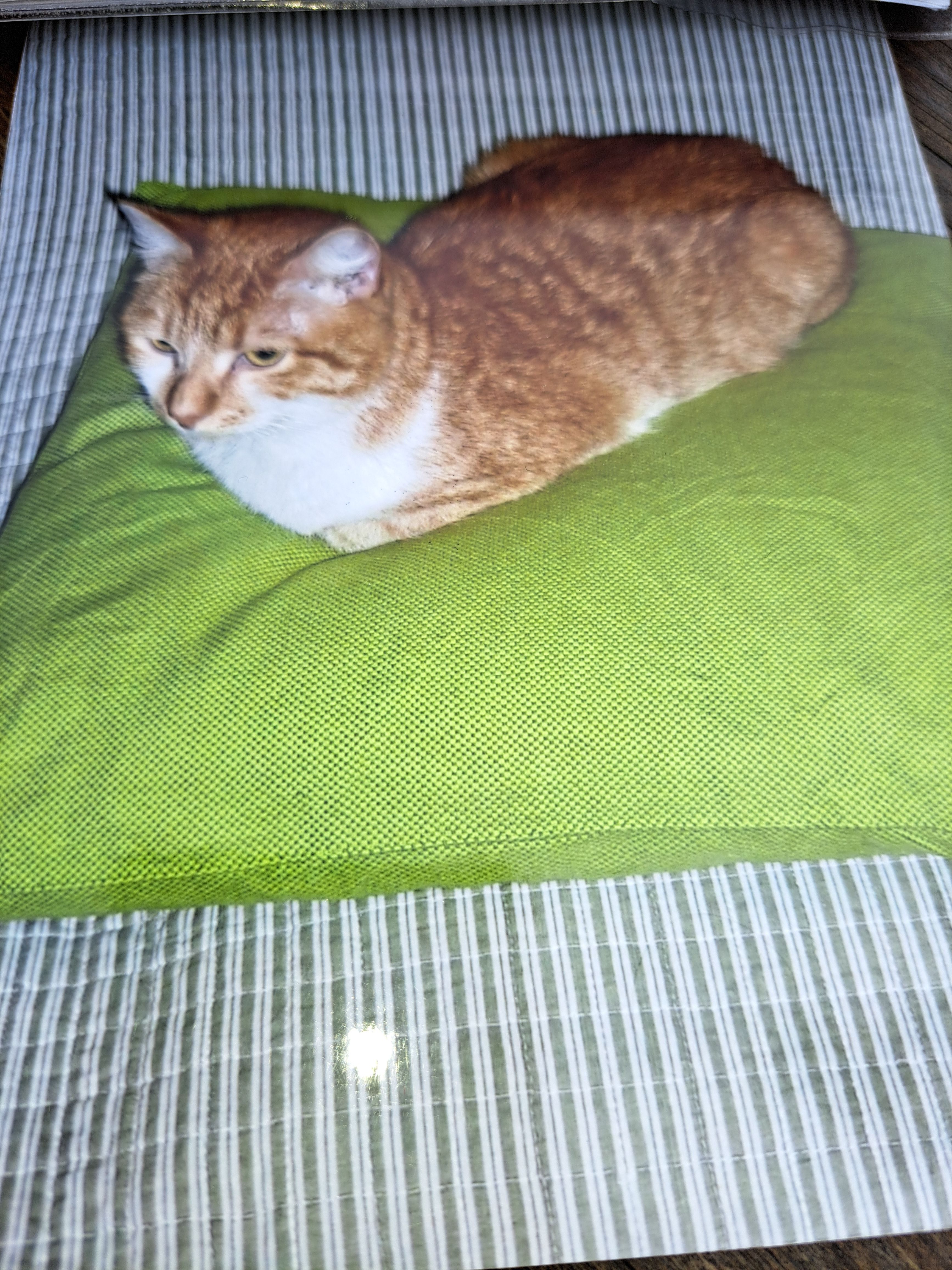 Elle se nomme Isis - Rue Des Cordes, Saint-Hilaire-de-Riez