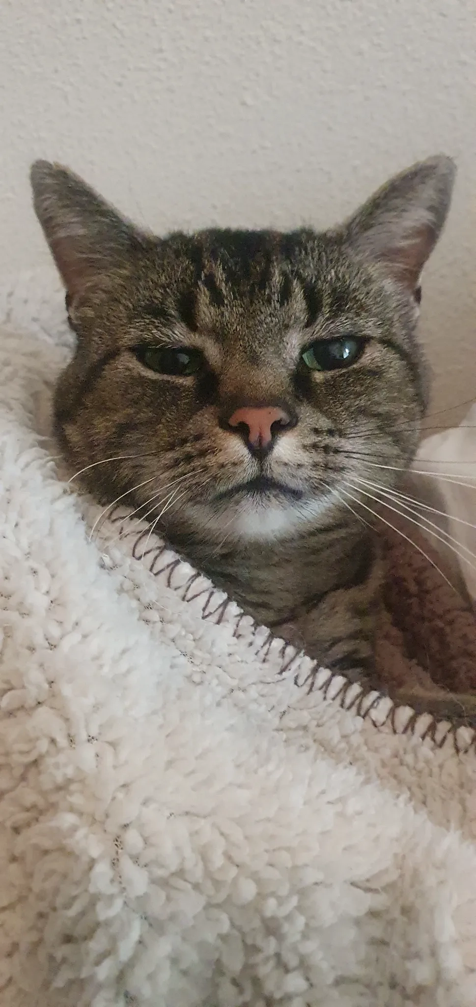 Chappie - Bredaseweg, Roosendaal