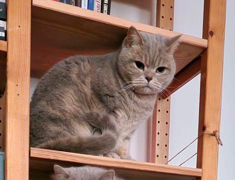 panshu  - Lisztstraße, Weimar