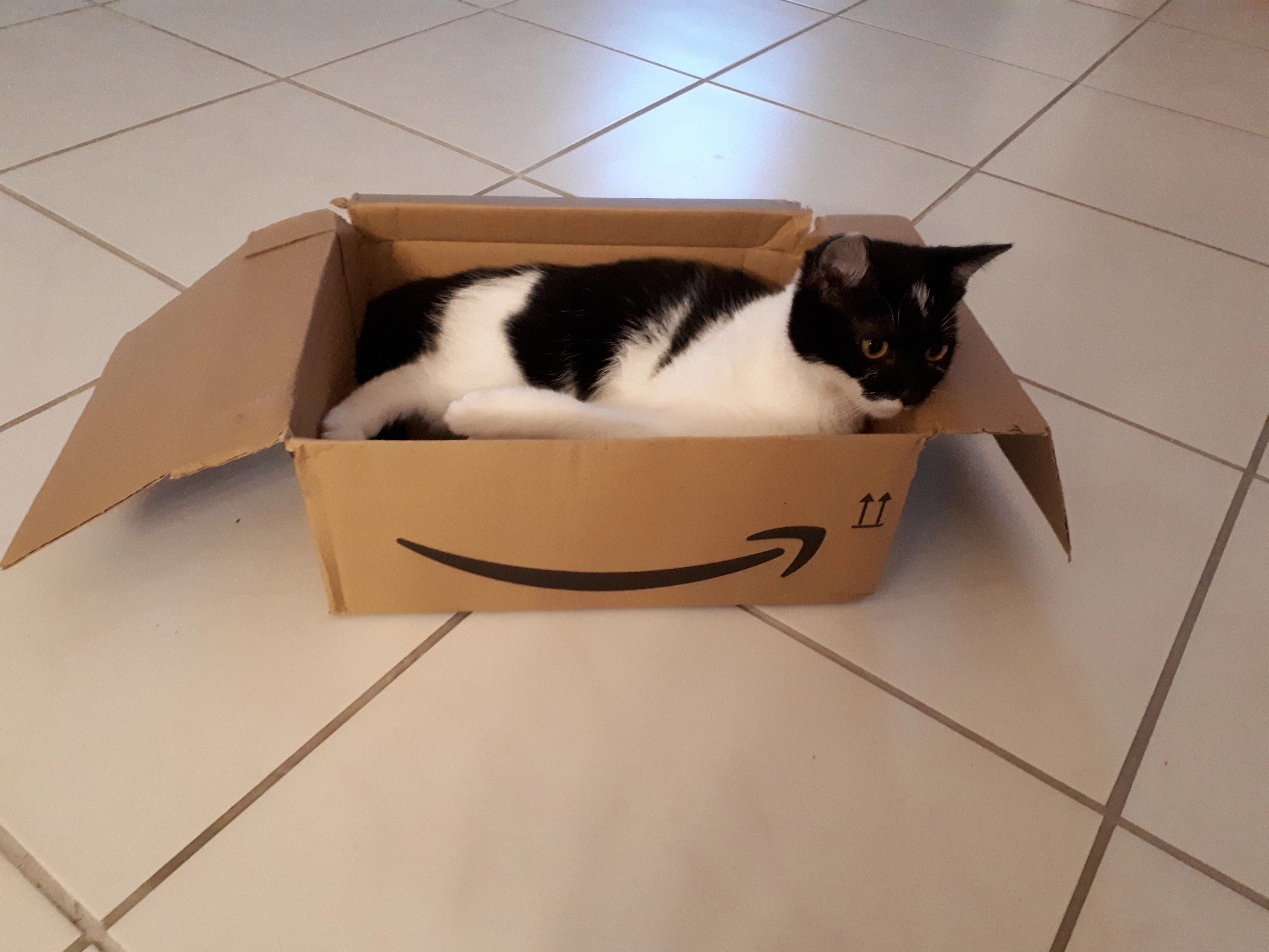 Kimba - 97996, Niederstetten