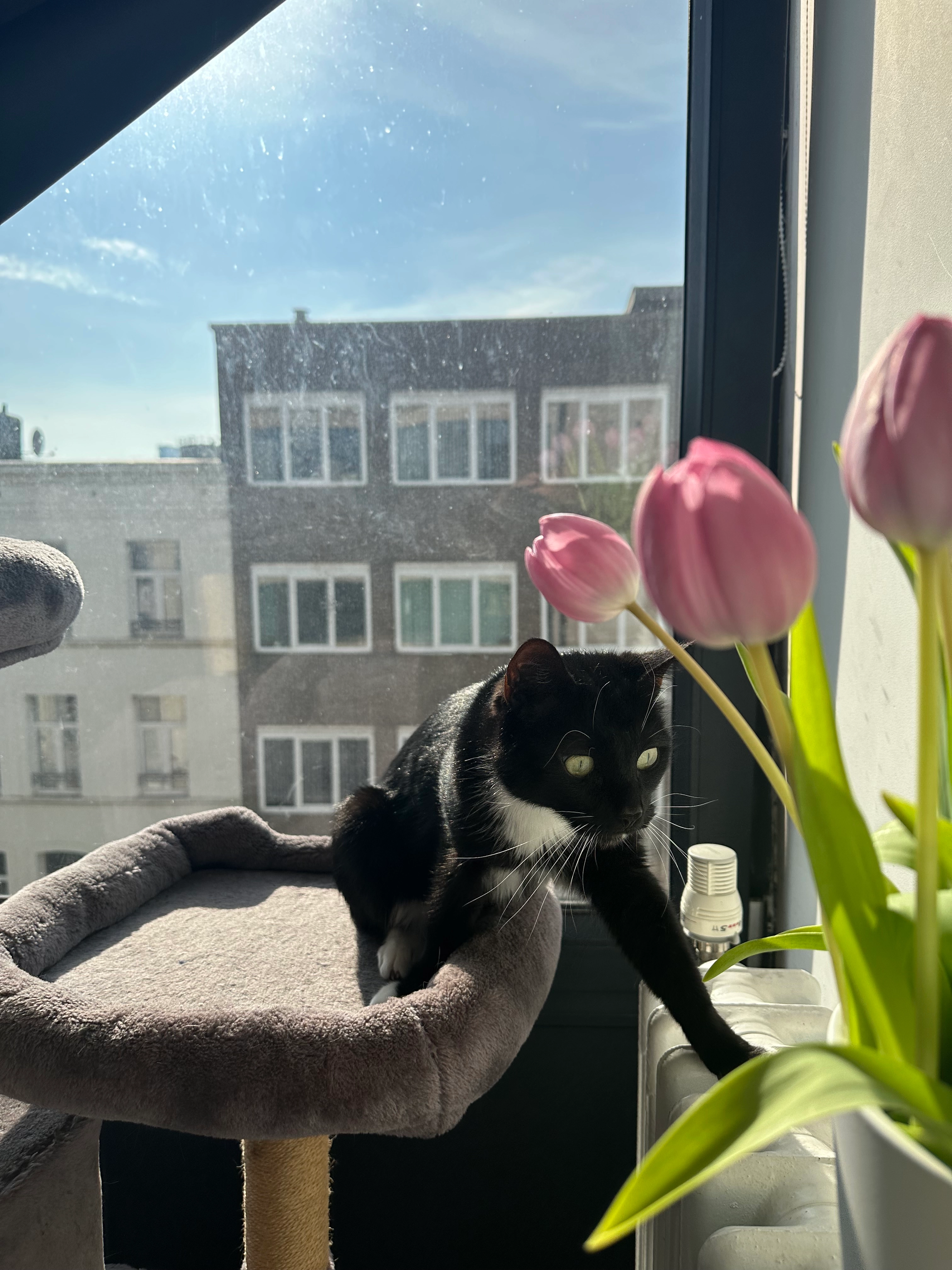 Neo - Rue Brogniez 41, Anderlecht