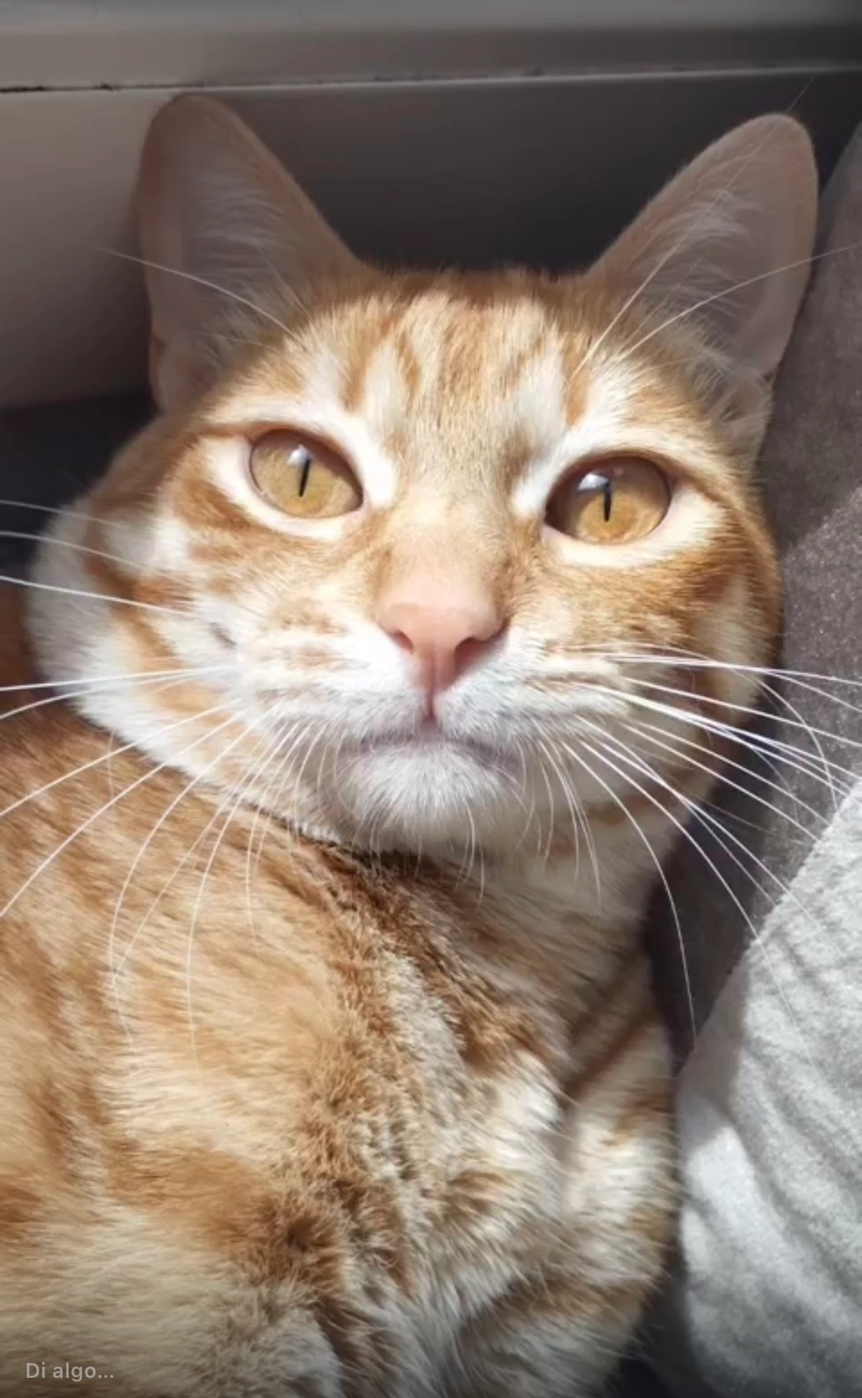 Max - Carrer De Faraday, Terrassa