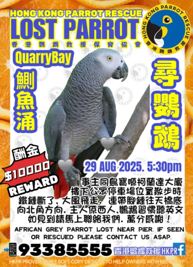African Grey named Happy - ζ΅·ζΎ€θ‘, ι°ιζΆ