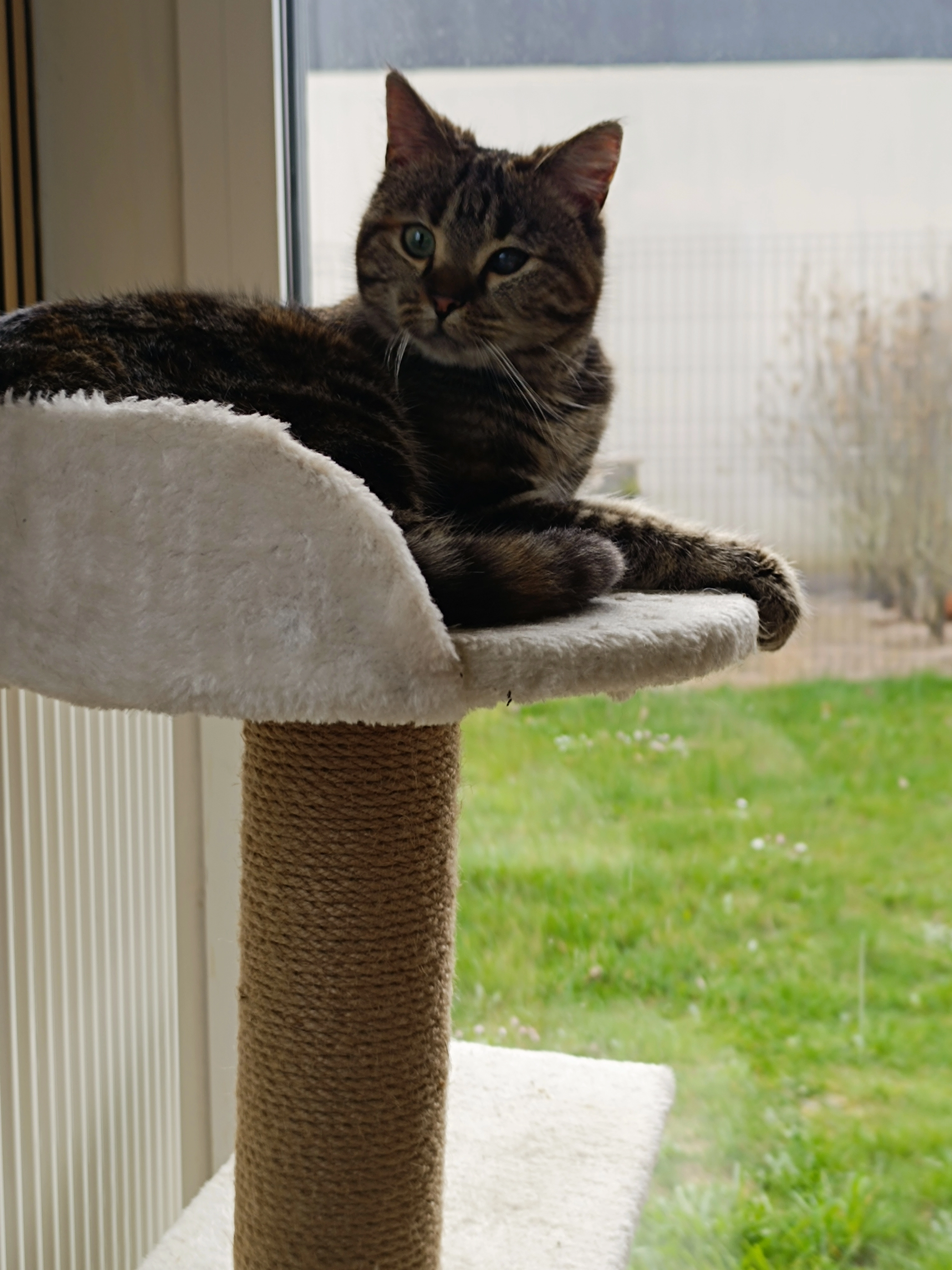 Zora - 3 Place de la Roselière, Deûlémont