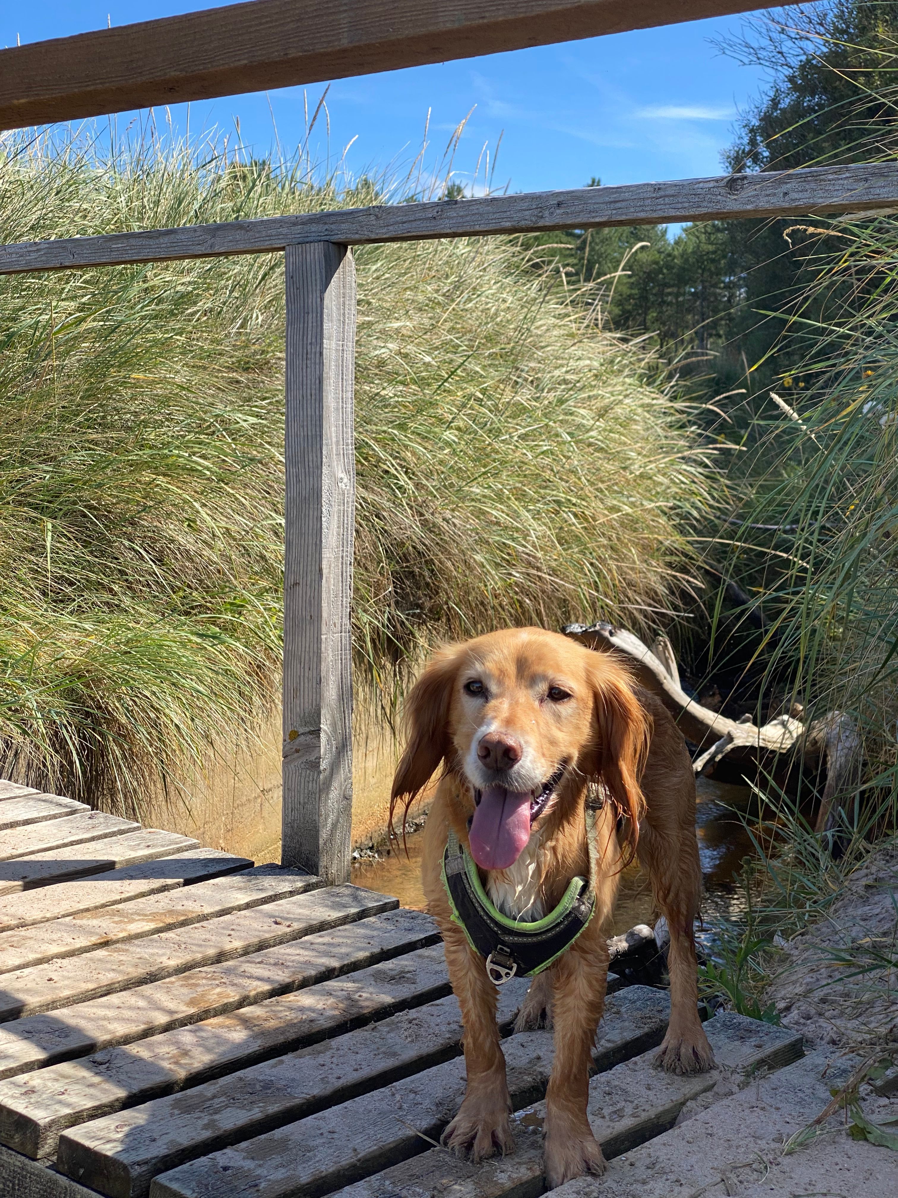Charlie - Torgormack, Beauly