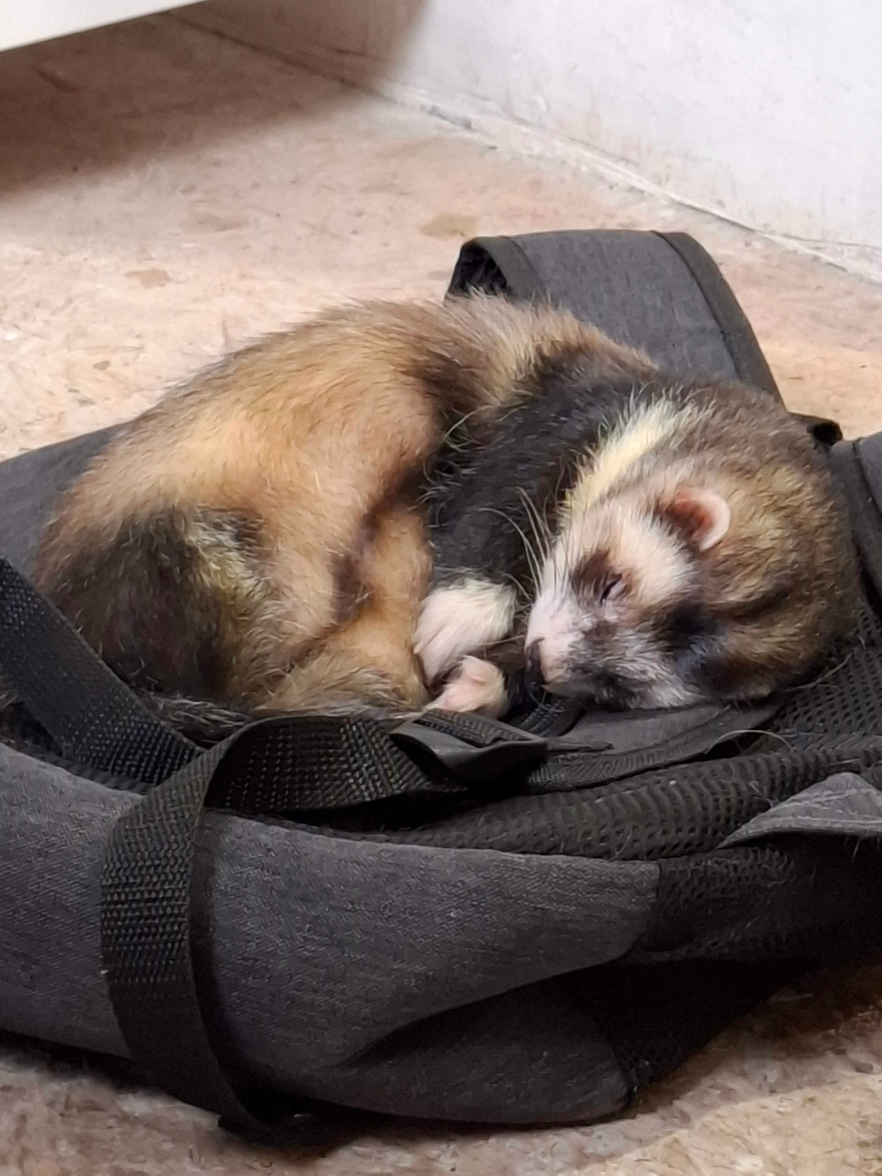 Maniek - Koningin Regentesselaan, Roermond