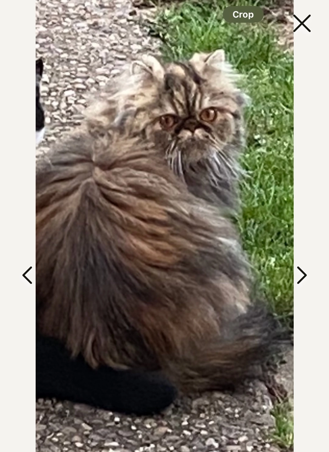 Rosie  - Beckett Avenue, Gainsborough