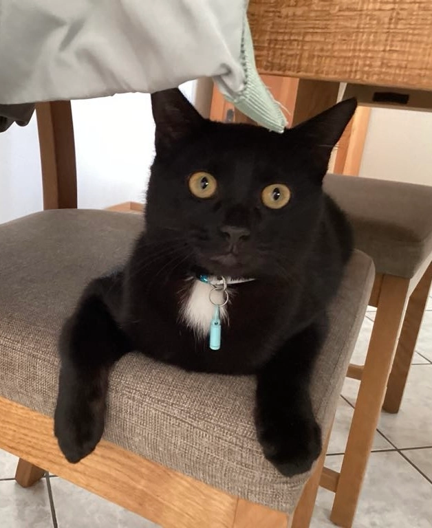 Calinou - 7 Cité Sainte-Marie, Linselles