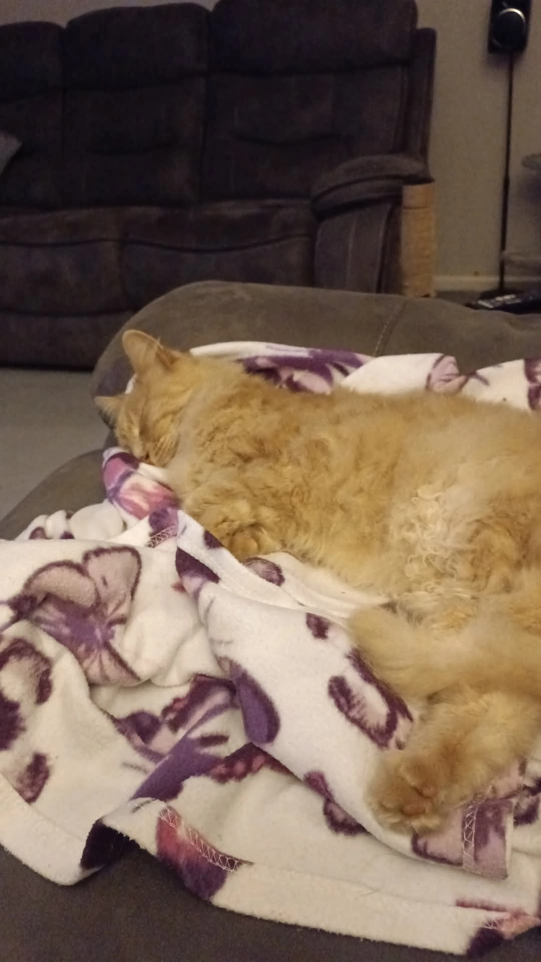 Pip - Oakdale Road, Poole