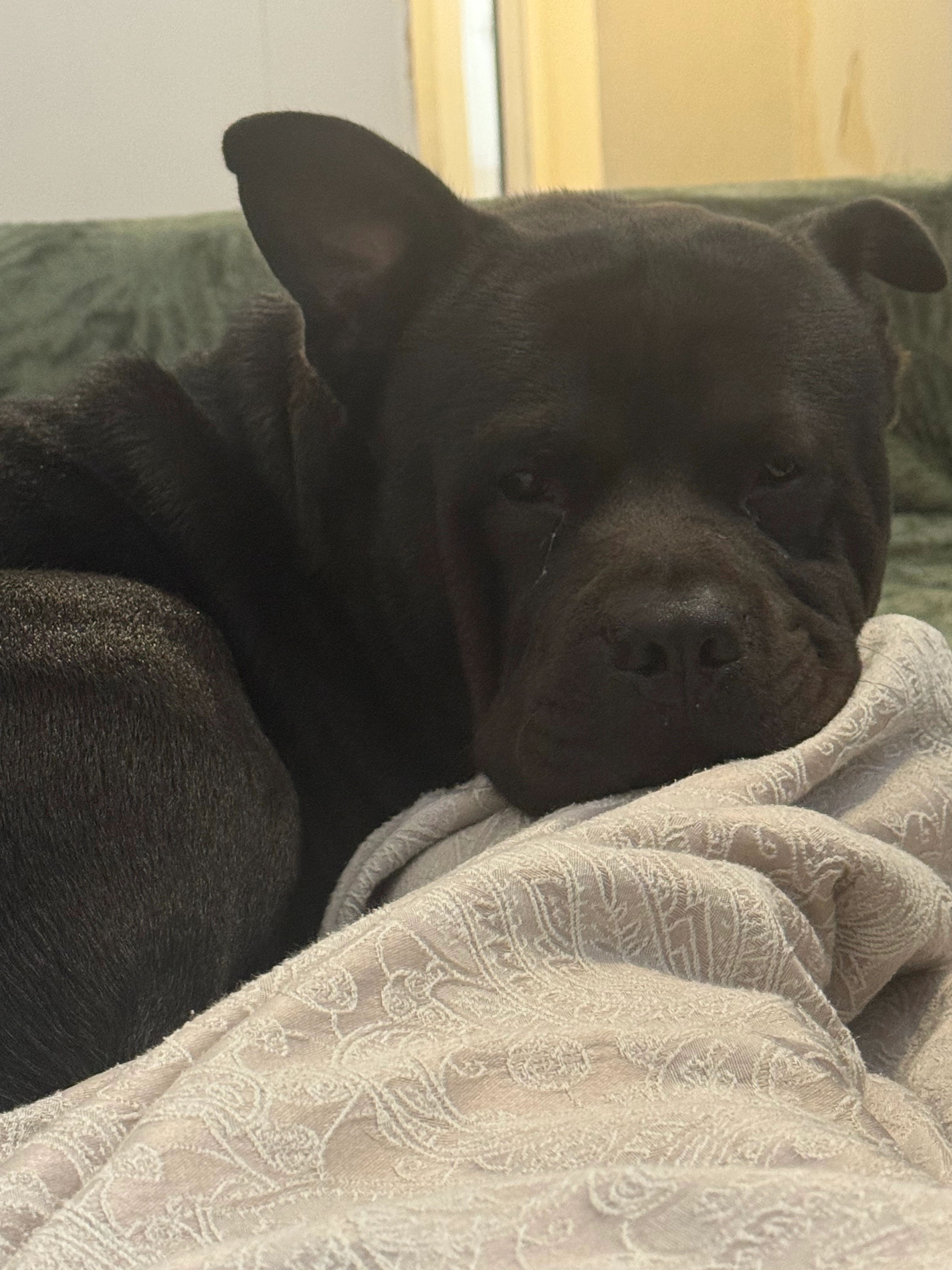 Rocco - Hamilton Street, Cardiff