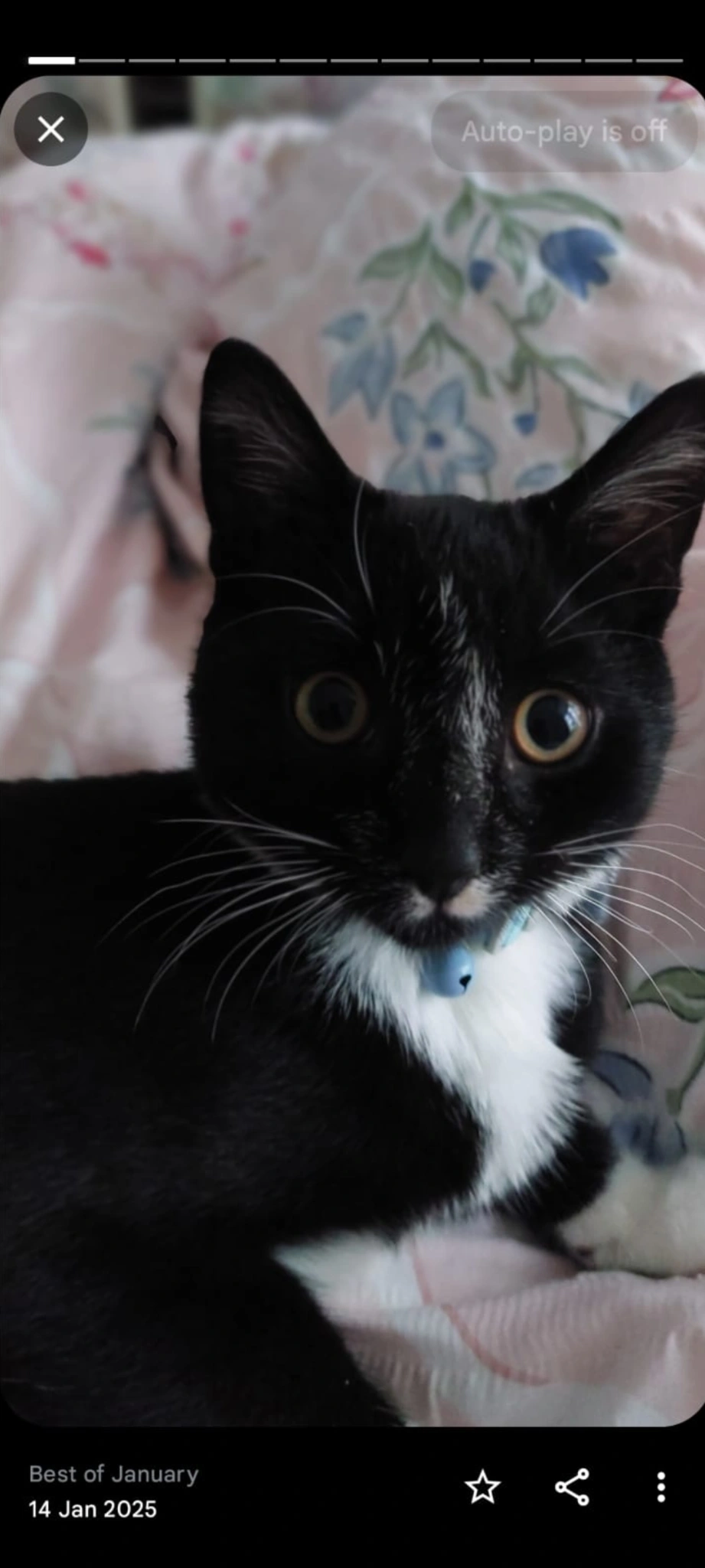 BEAR - Merrivale Road, Portsmouth