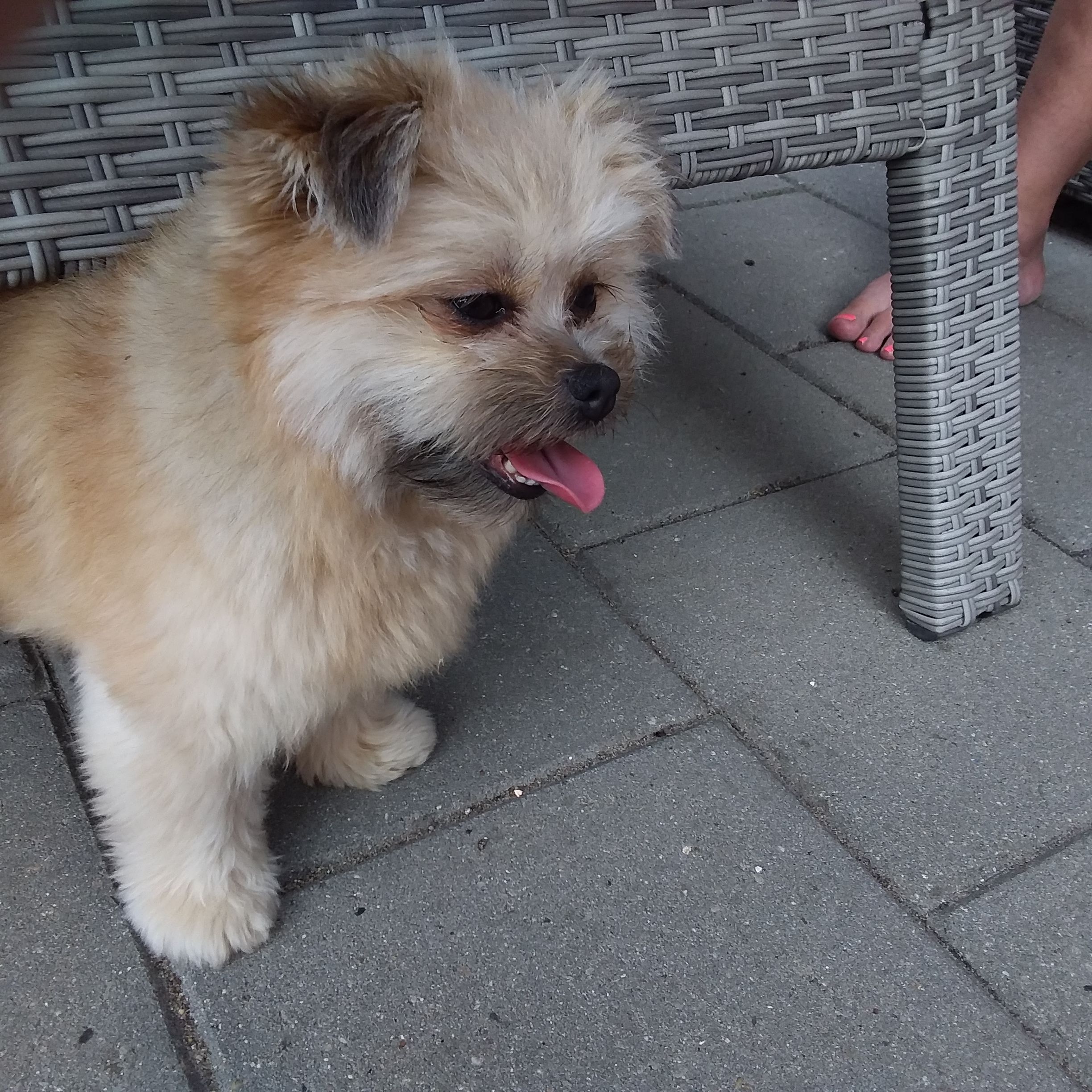 Donna - Capucienenbos, Hoogstraten