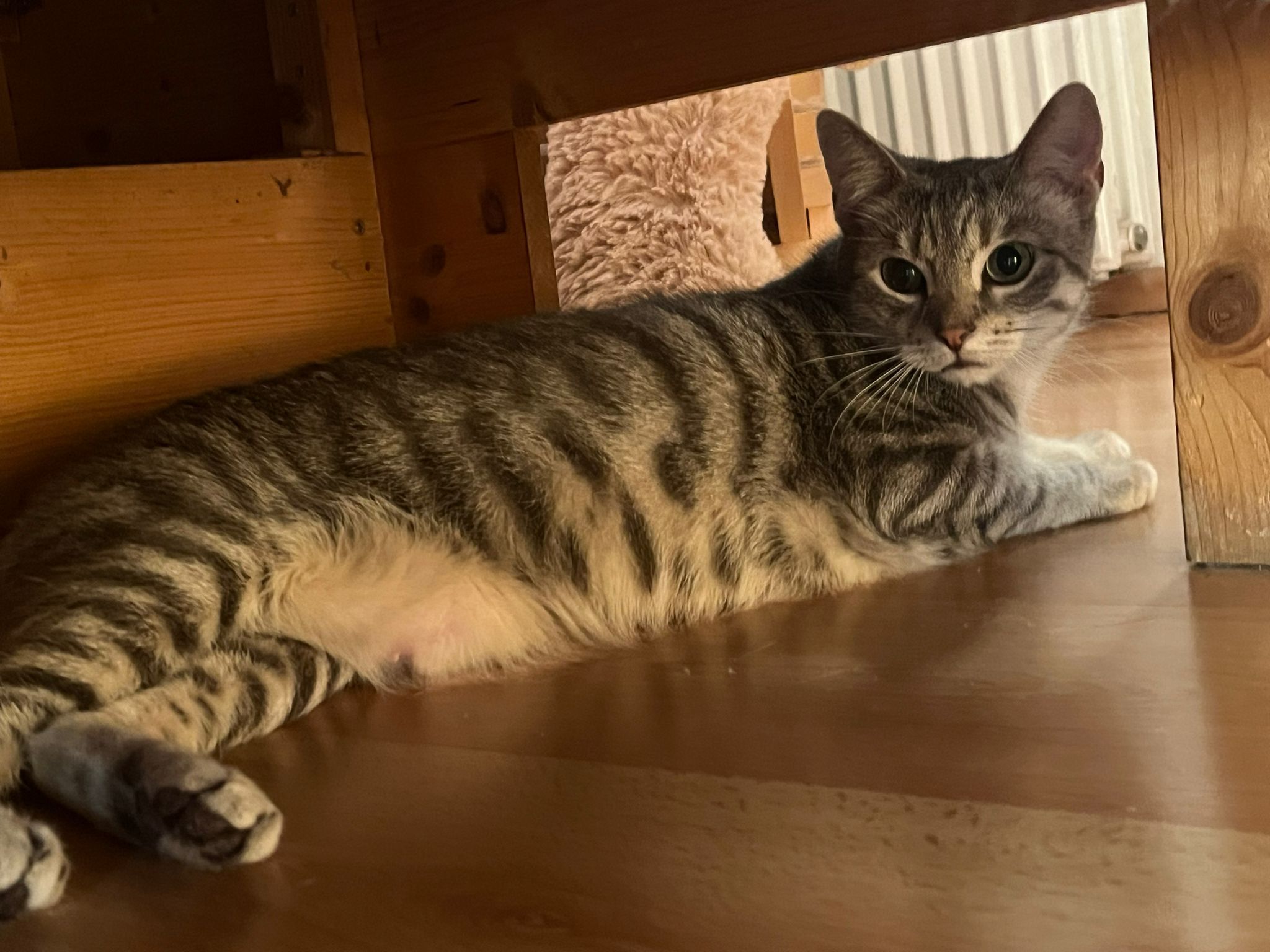 Bonnie - Altengammer Elbdeich, Hamburg