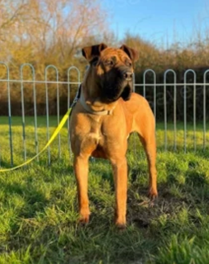 Sparko  - CM11 2, Billericay