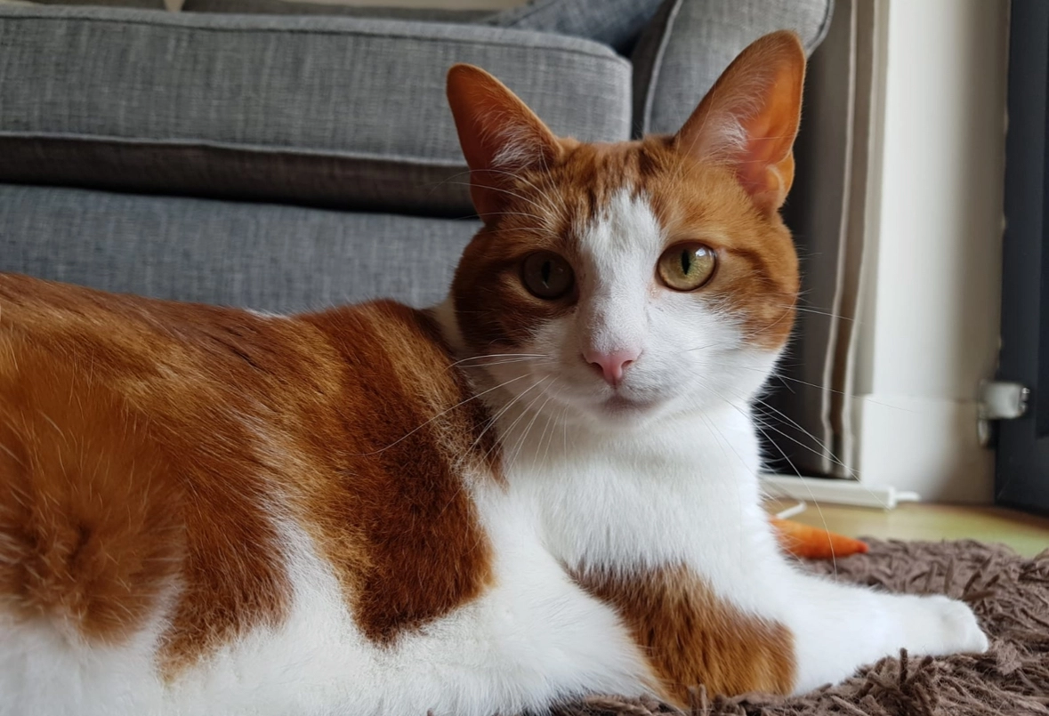 Yuca - Seton Crescent, Broxburn