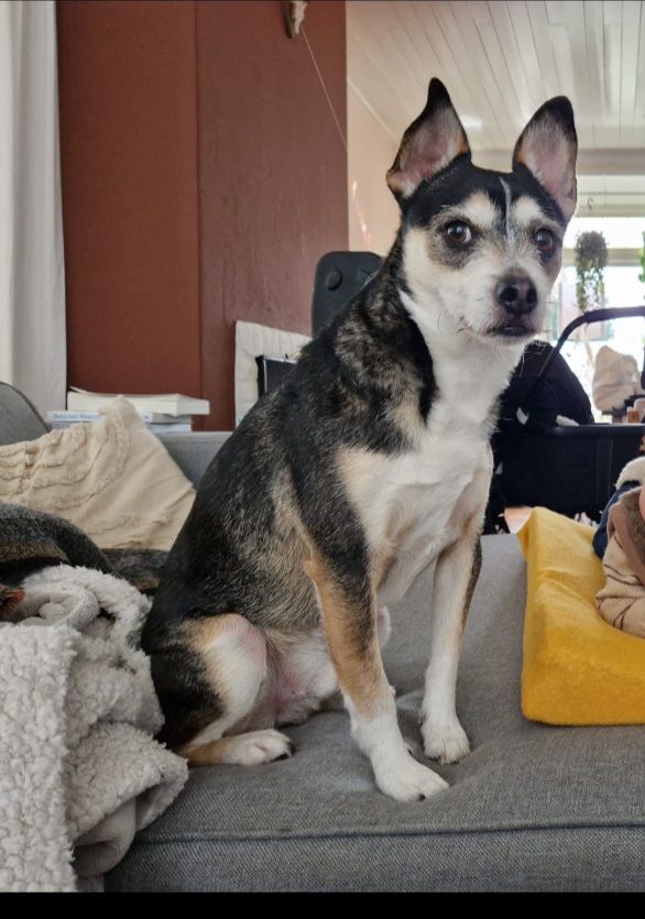 Rocky - Karel De Groteplein, Deventer