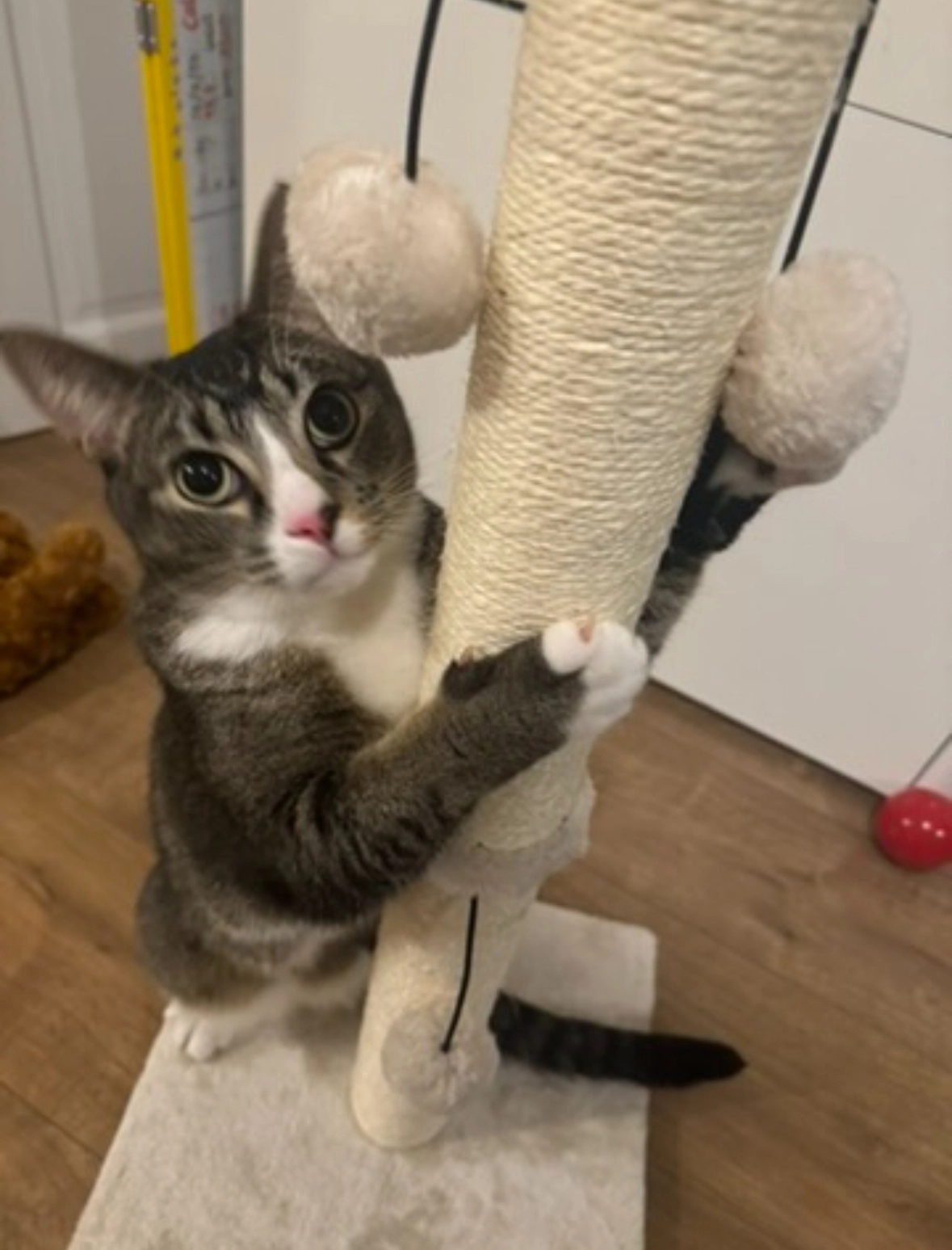 Chester - Mabledon Avenue, Ashford