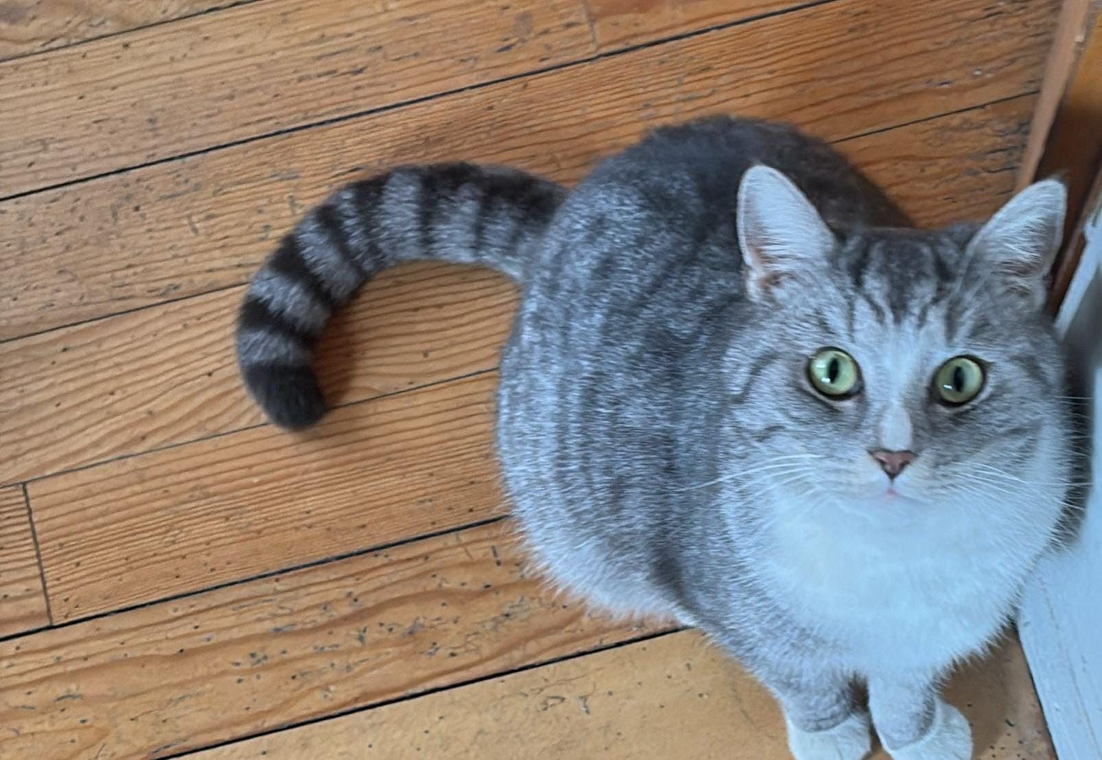 Simba - 67824, Feilbingert