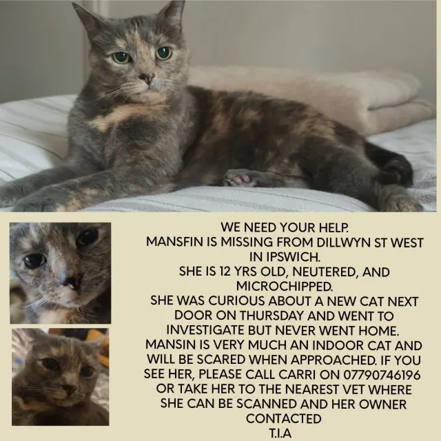 Mansfin - Dillwyn Street West, Ipswich