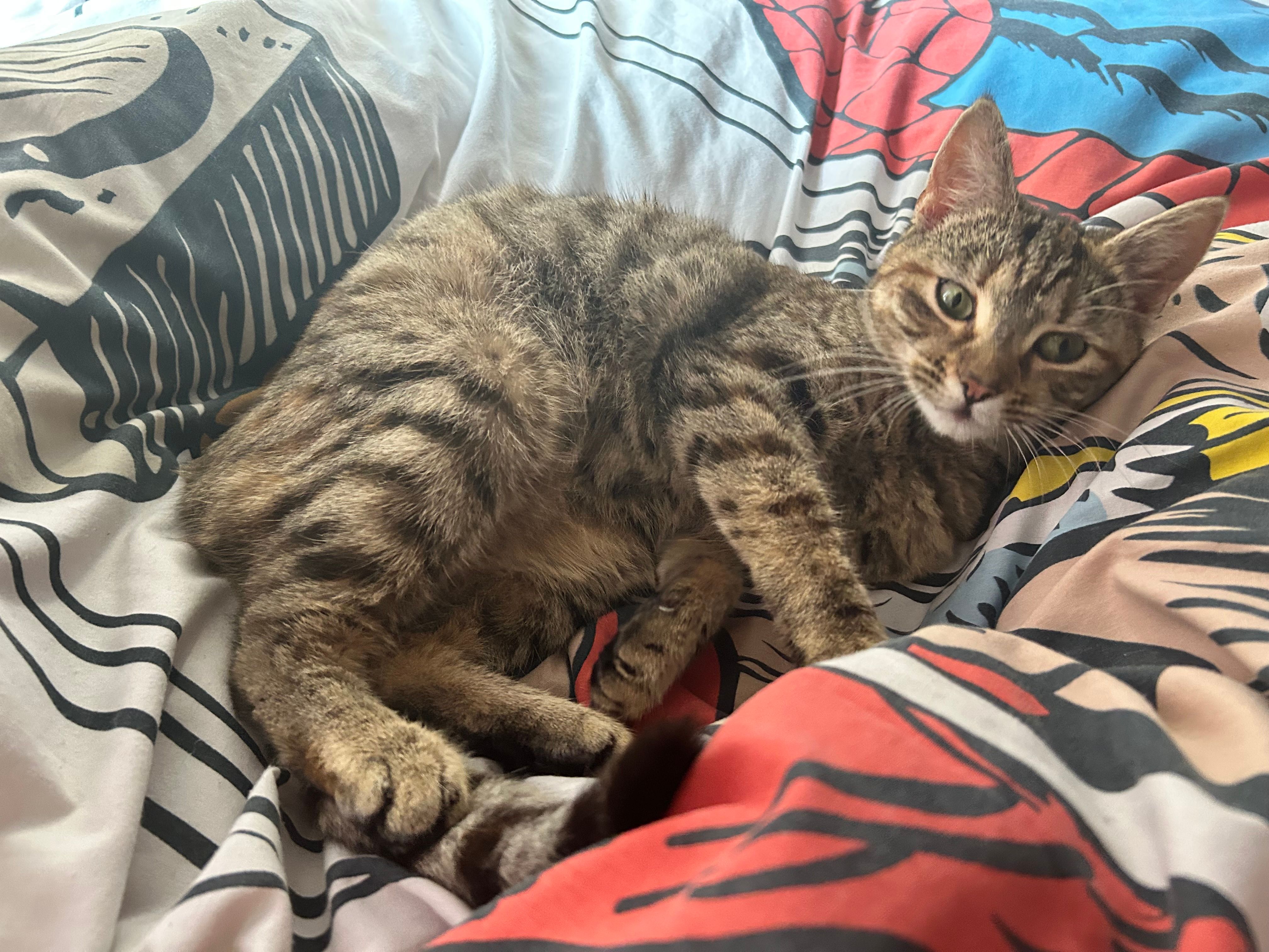 Ivy - Plantation Road, North Walsham