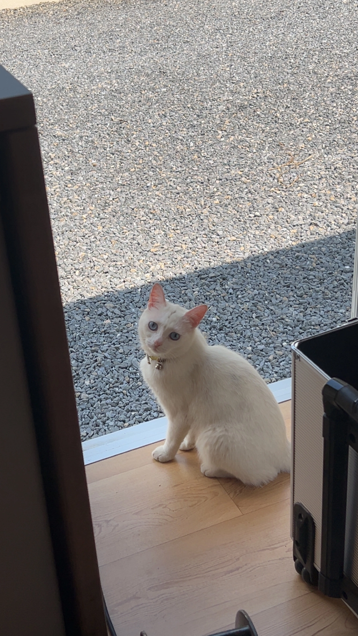 Pamuk - Chemin du Bois Raffeteau, Courtry