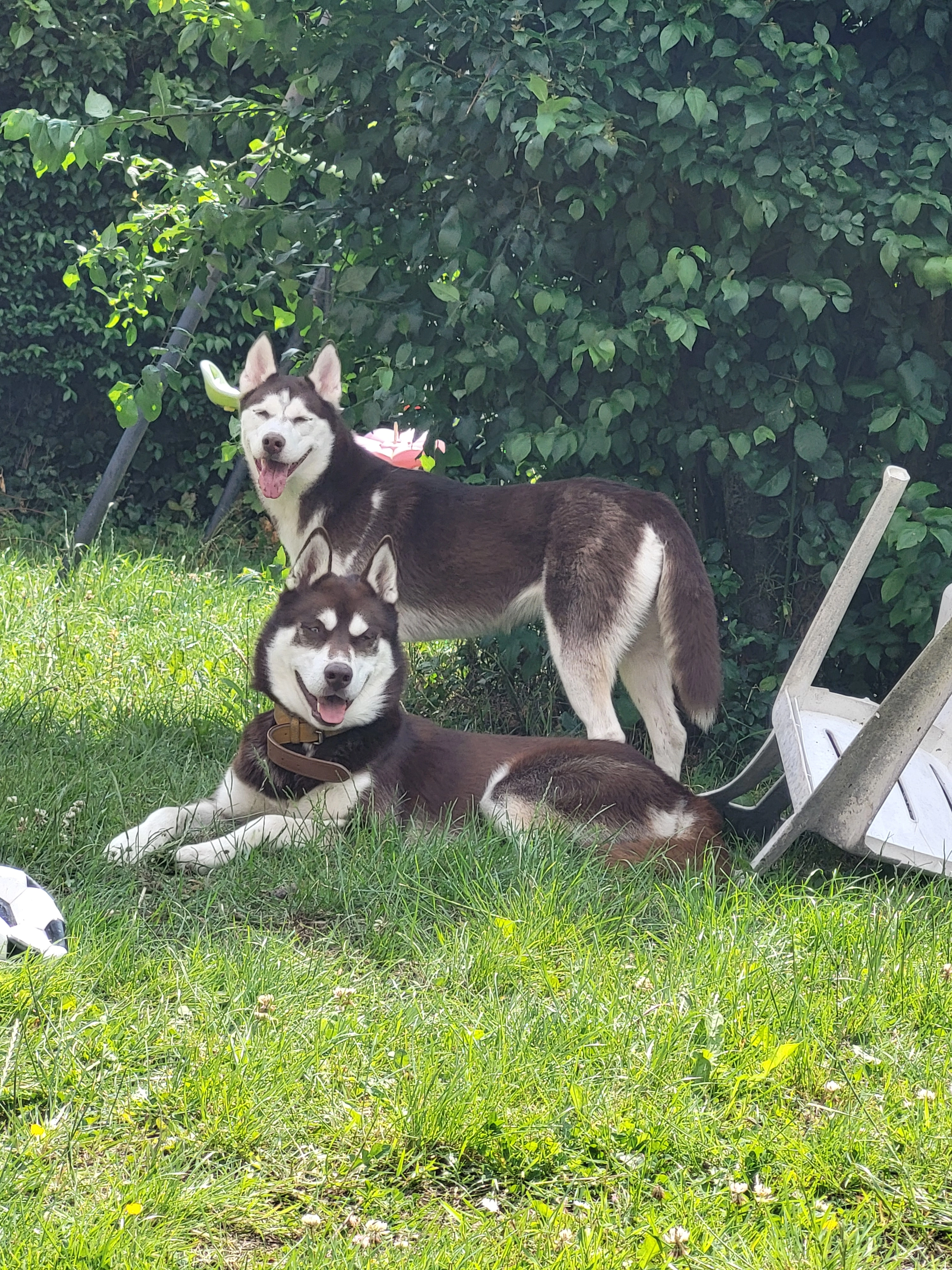 Lynnah et cookie  - Rue Jules Verne, Villeneuve-d'Ascq