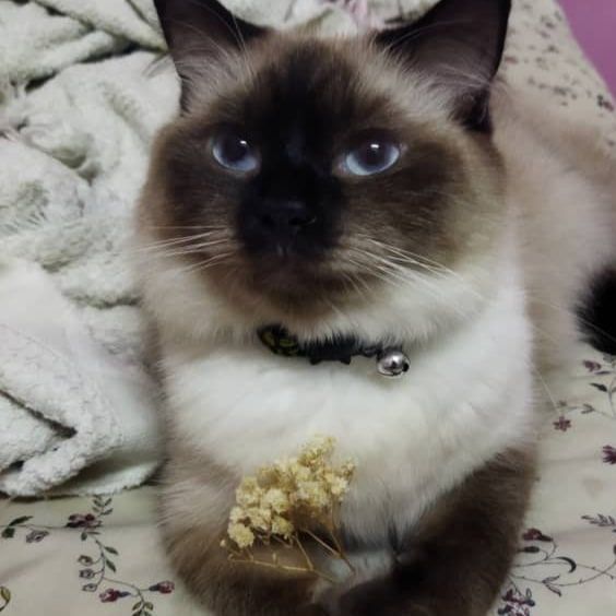 Snowy  - 42300, Bandar Puncak Alam