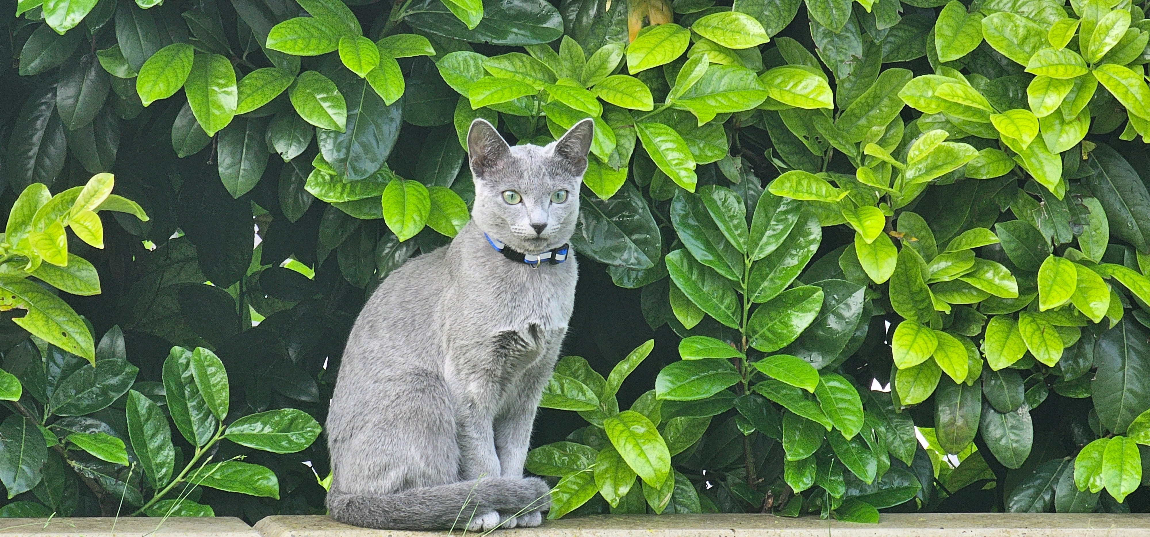 Blue - Am Müller, Wolfsheim