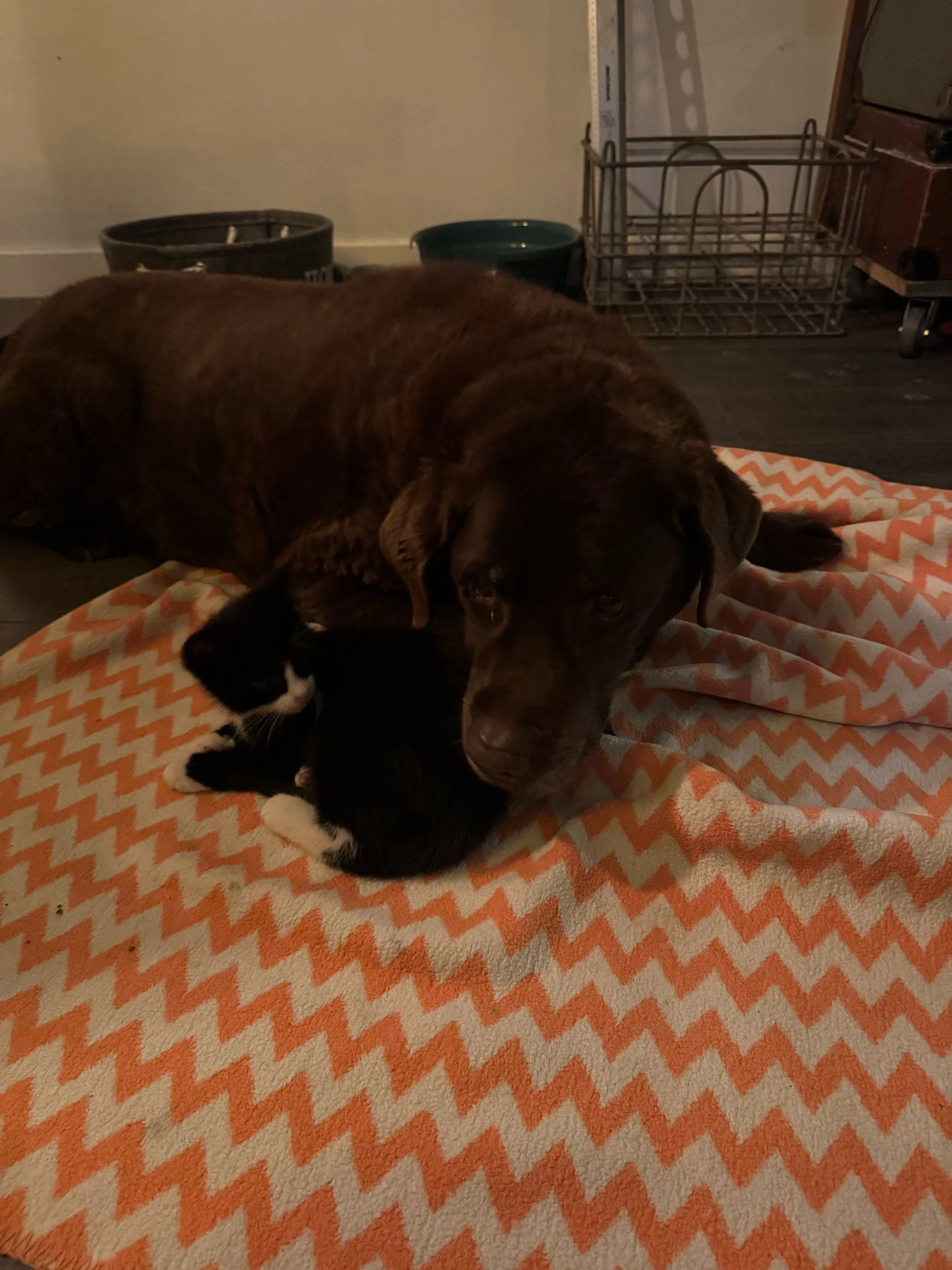 Bono - Molenstraat, Sprang-Capelle