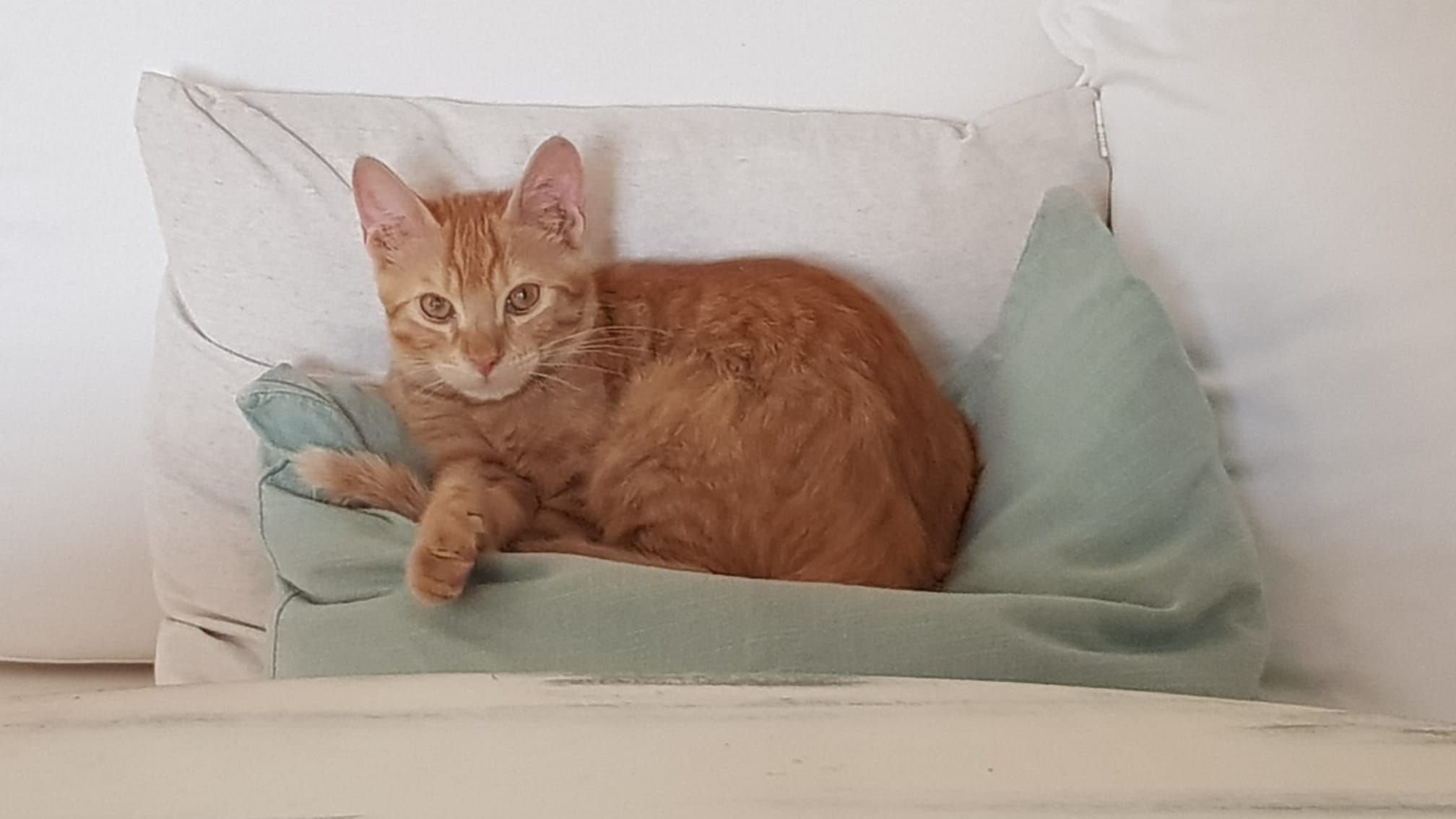 Leo - Carrer de Pontas, Santanyí