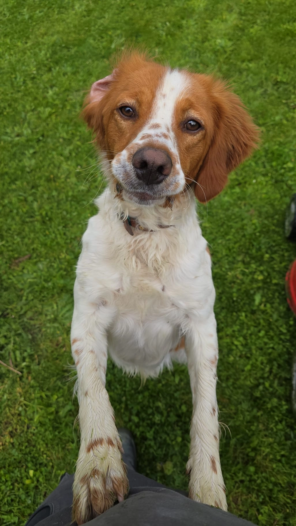 COOKIE - 215 Rue des Mogets, Loisin