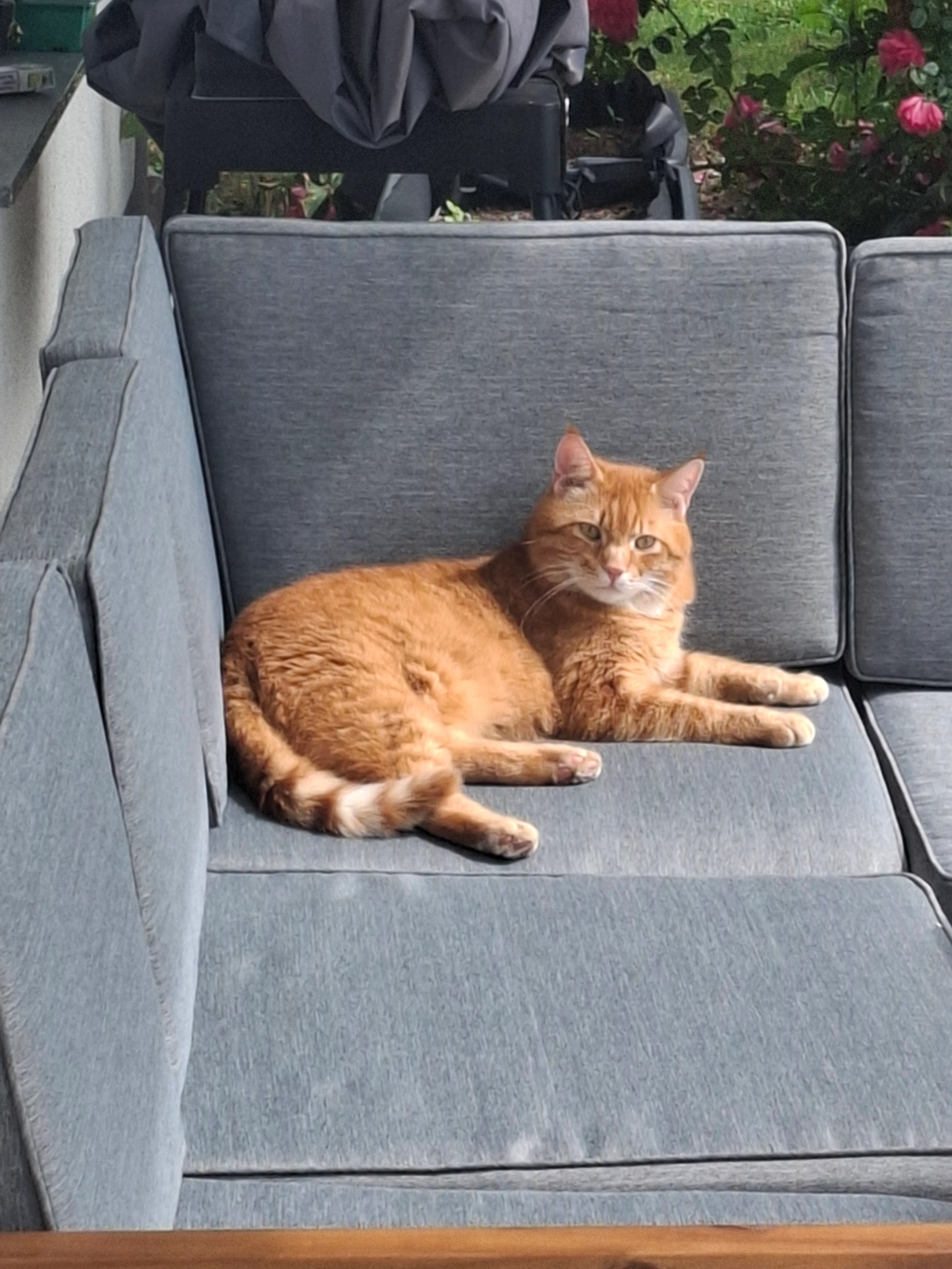 Charlie - Graben 5, Aschach an der Steyr