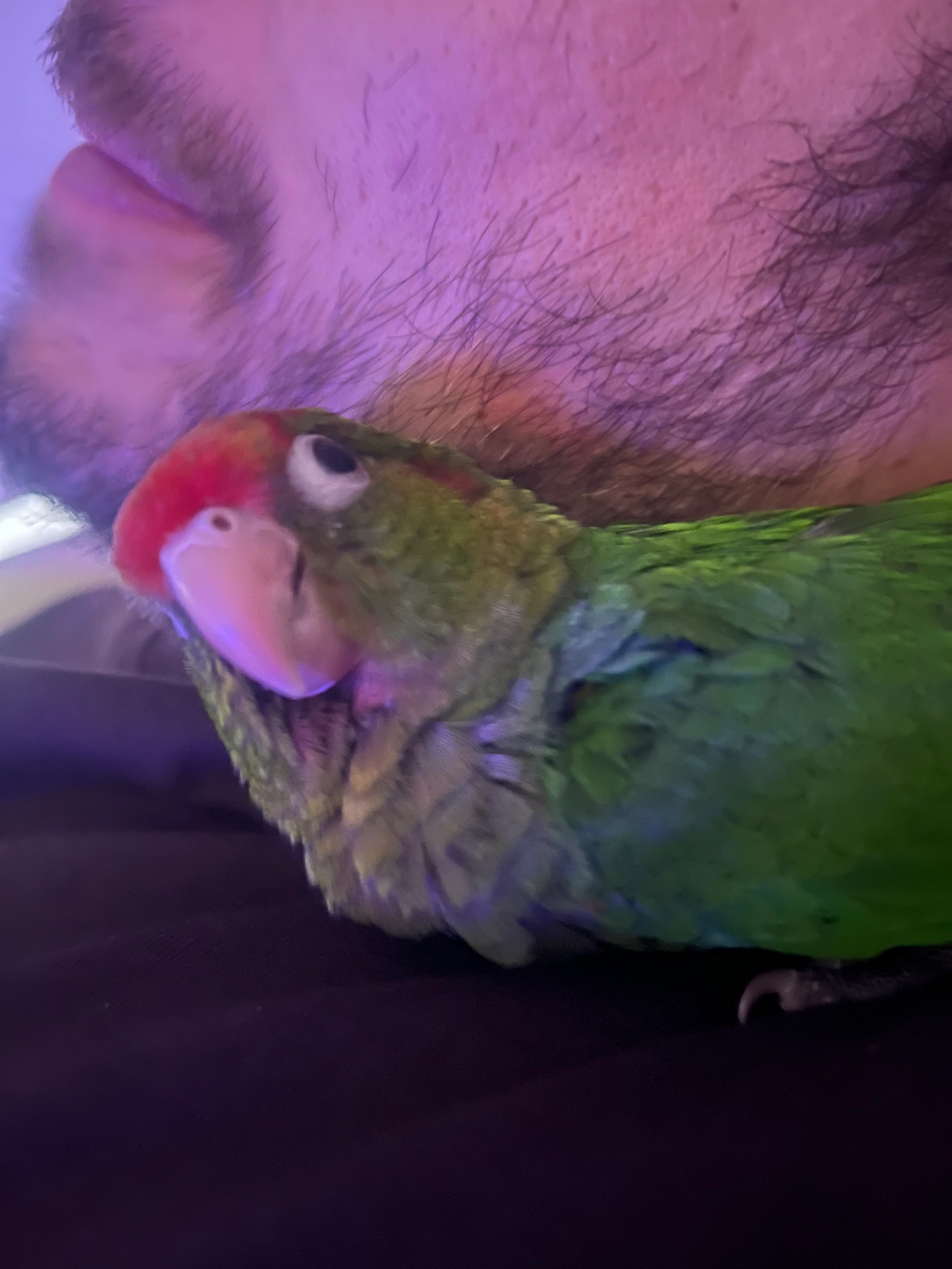 Lumi - Verboekt , Vorst