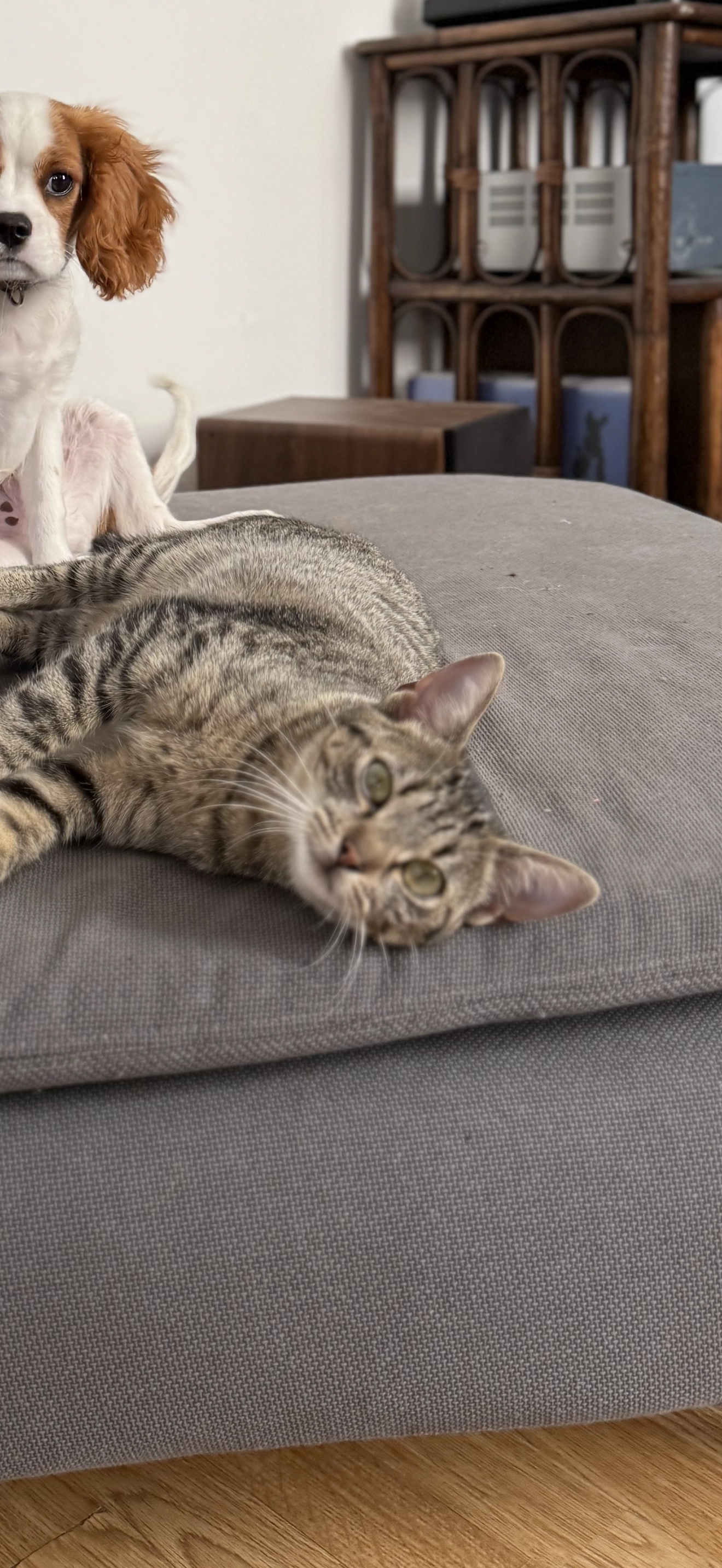 Lia  - 70 Rue de France, Fontainebleau