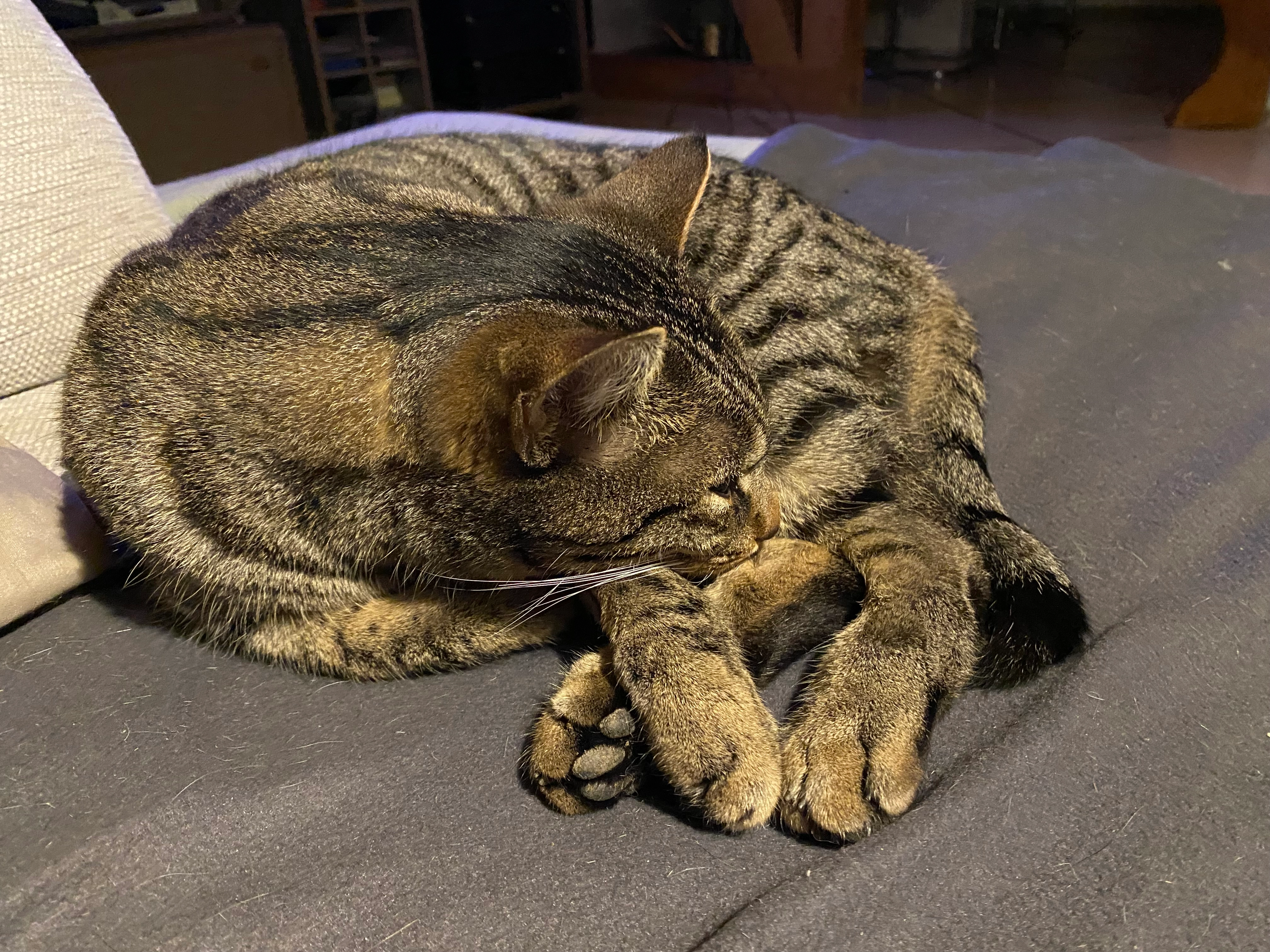 Charly  - Im Thal, Bellenberg