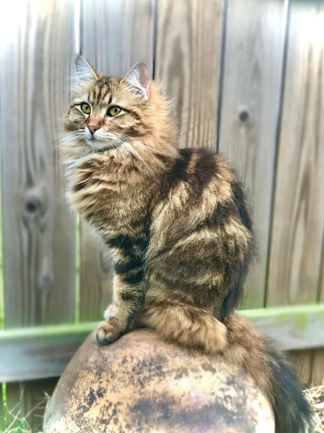 Cocoa Puff - Whispering Pine Boulevard, Melissa