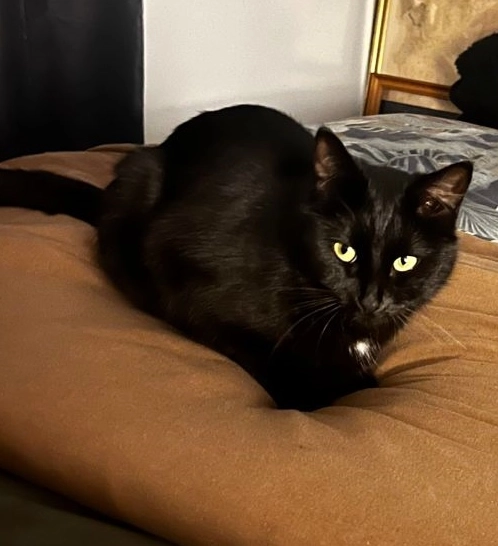 luna - 106 Impasse du Saut de l'Âne, Myans